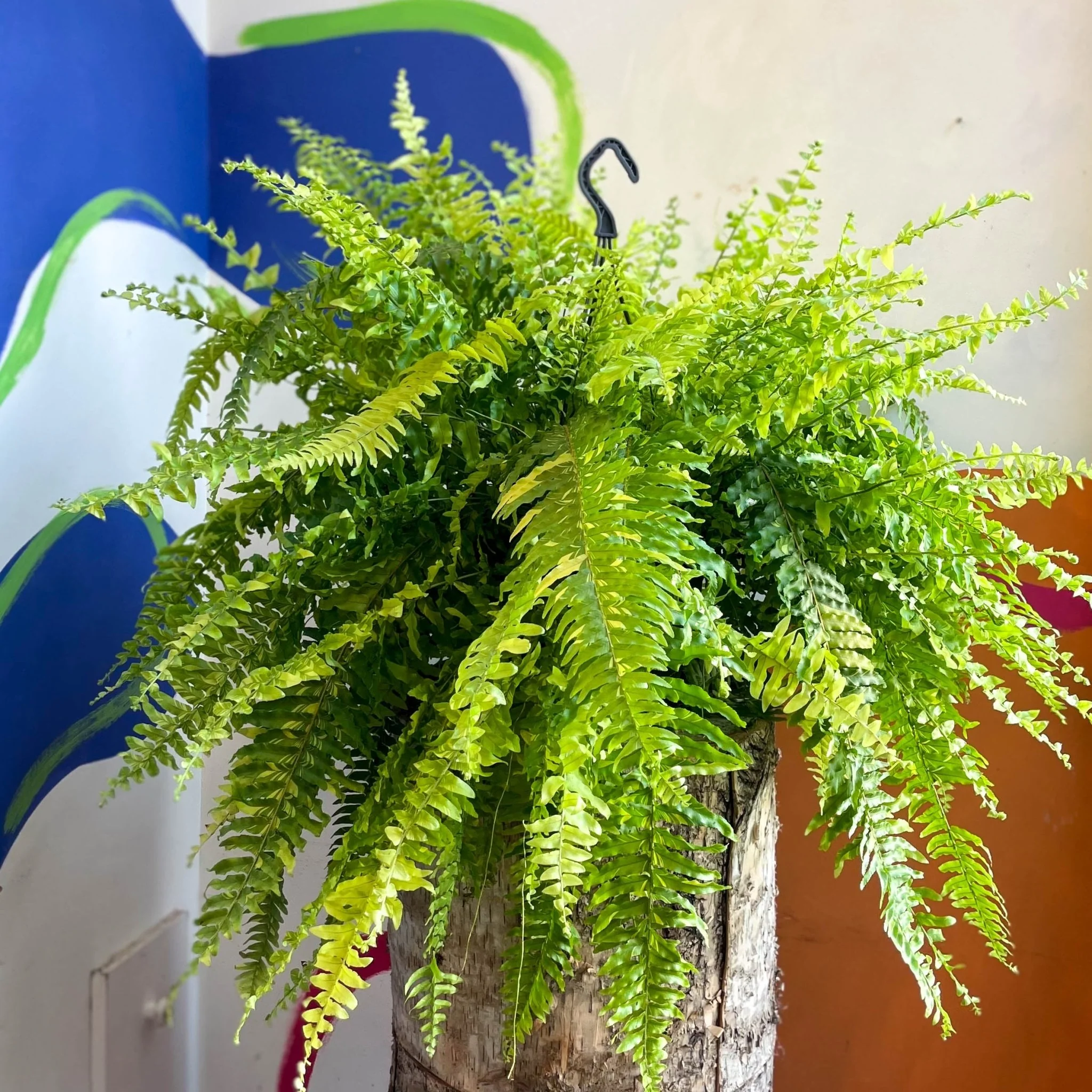Nephrolepis exaltata 'Tiger' - Variegated Boston Fern - Image 14