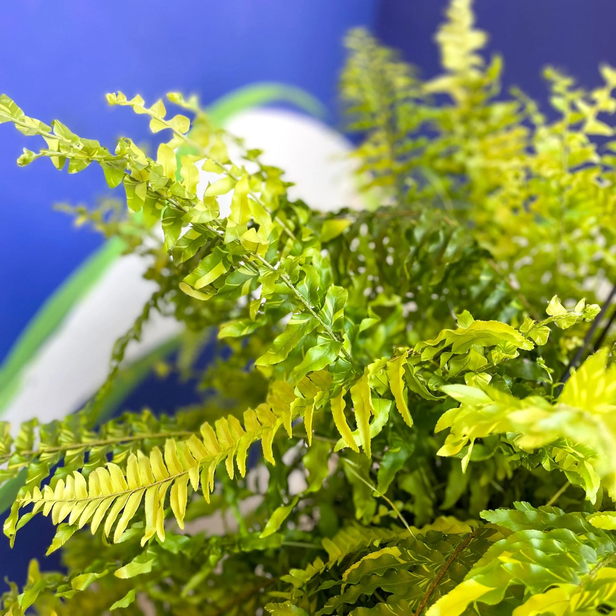 Nephrolepis exaltata 'Tiger' - Variegated Boston Fern - Image 15