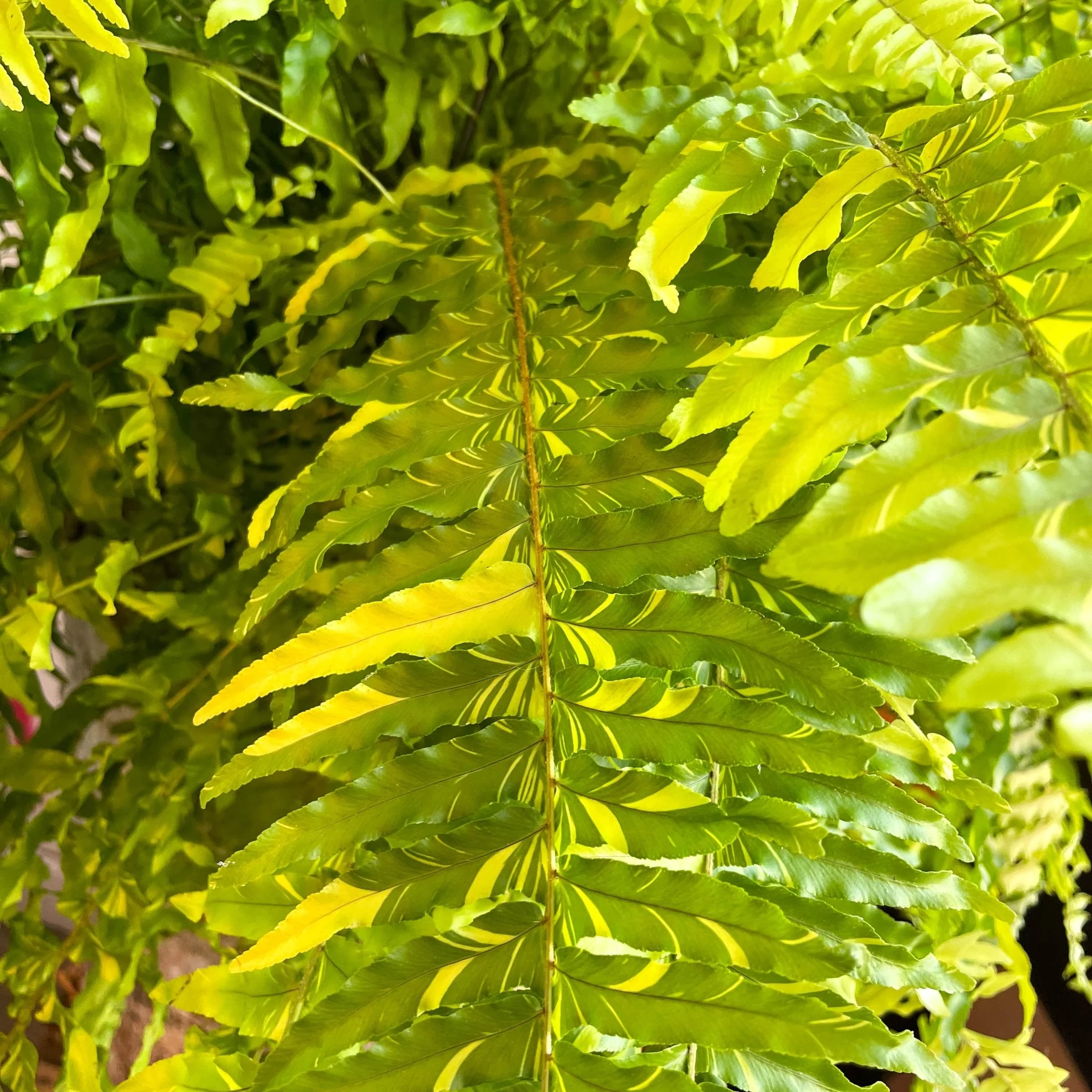 Nephrolepis exaltata 'Tiger' - Variegated Boston Fern - Image 16