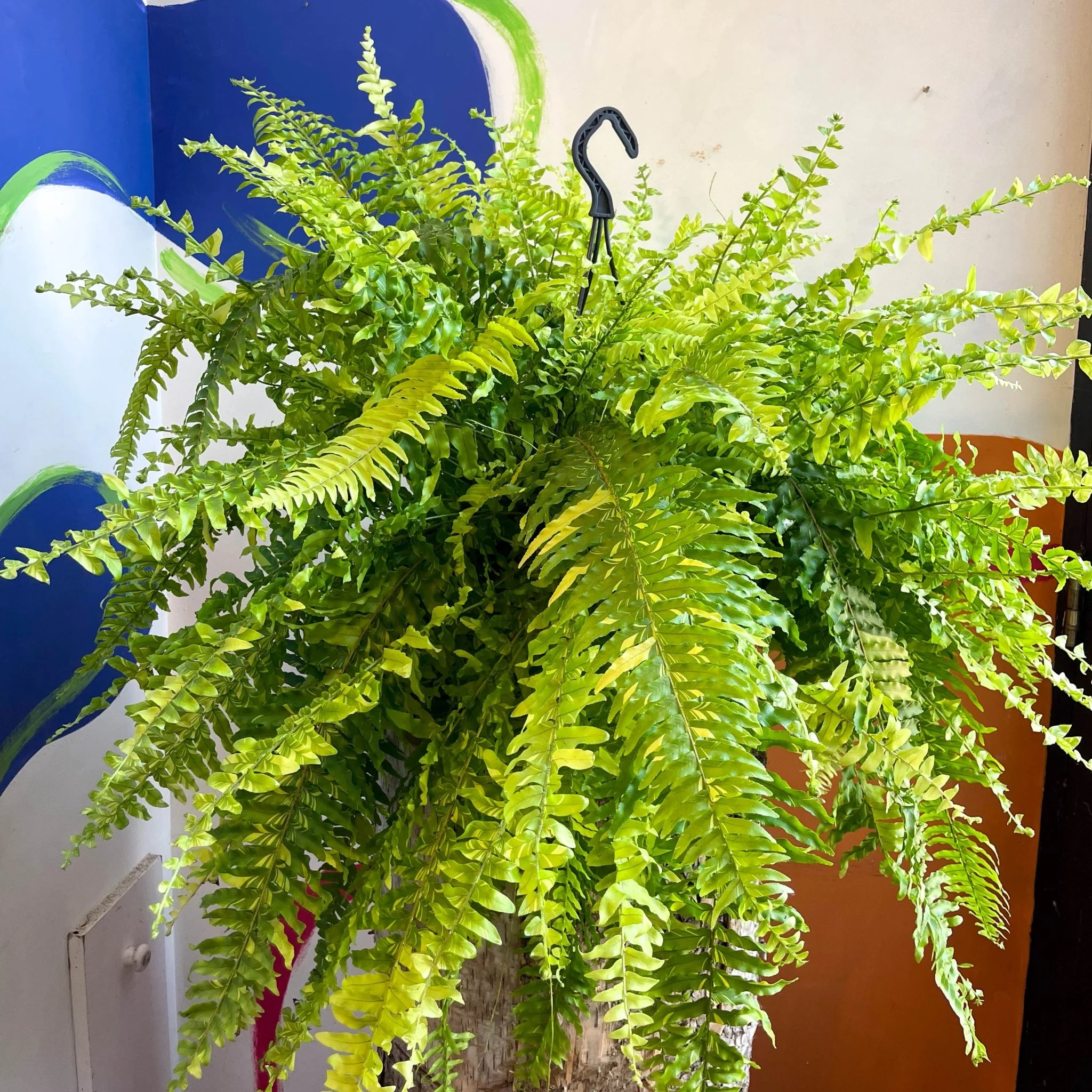 Nephrolepis exaltata 'Tiger' - Variegated Boston Fern - Image 17