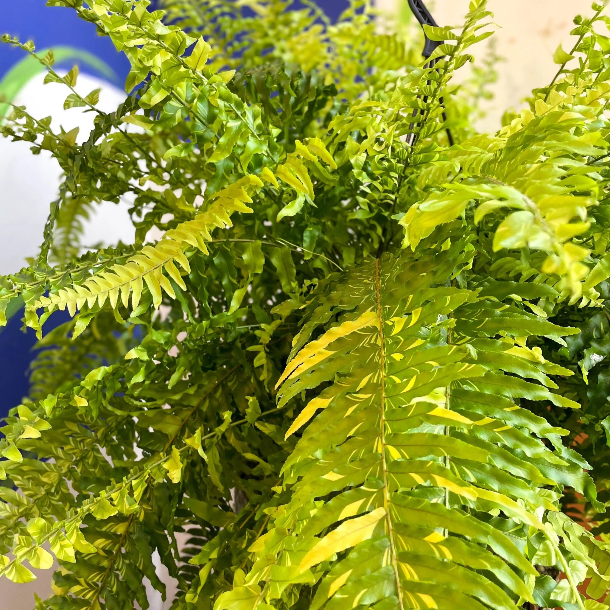 Nephrolepis exaltata 'Tiger' - Variegated Boston Fern - Image 2