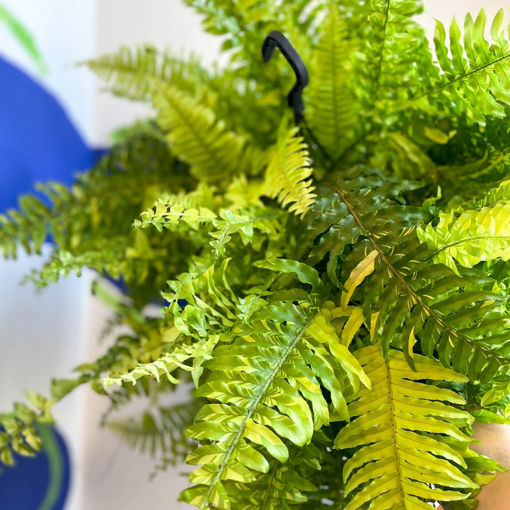 Nephrolepis exaltata 'Tiger' - Variegated Boston Fern - Image 3