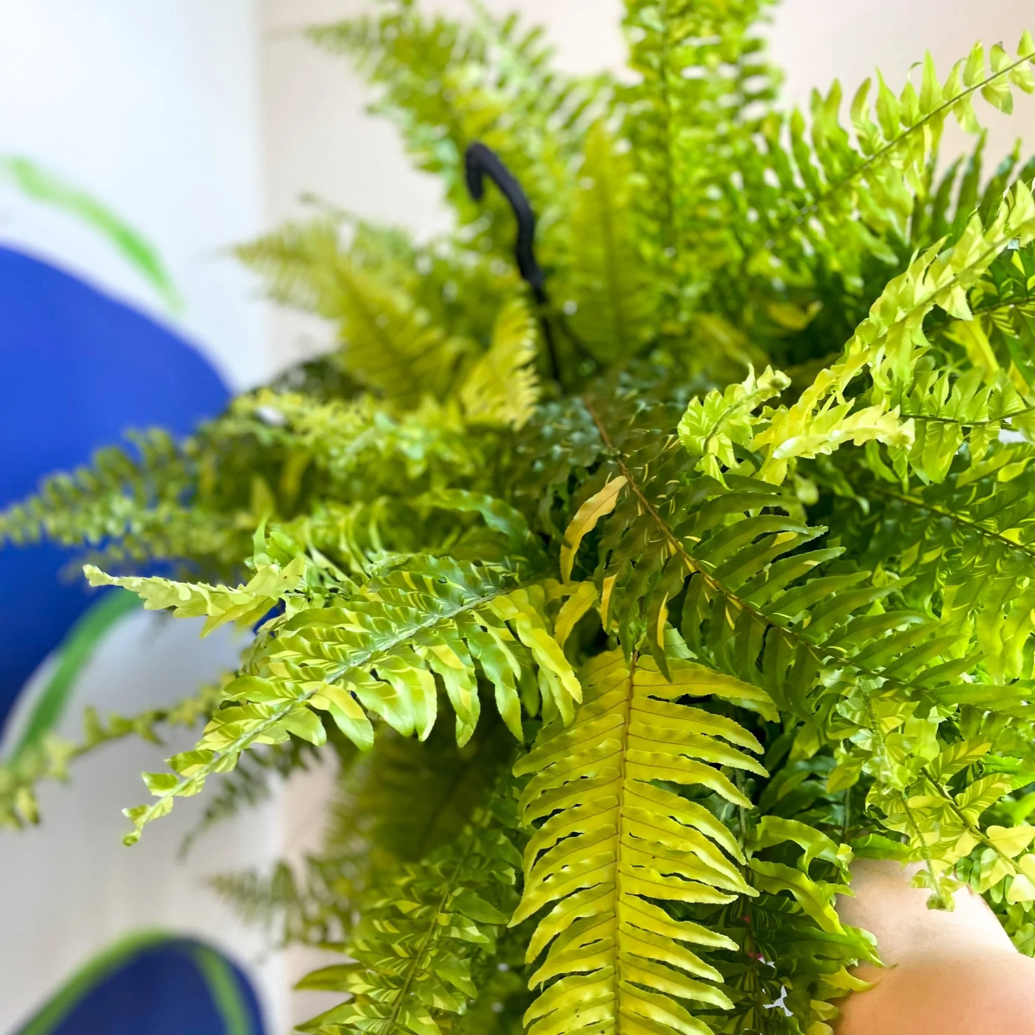 Nephrolepis exaltata 'Tiger' - Variegated Boston Fern - Image 4