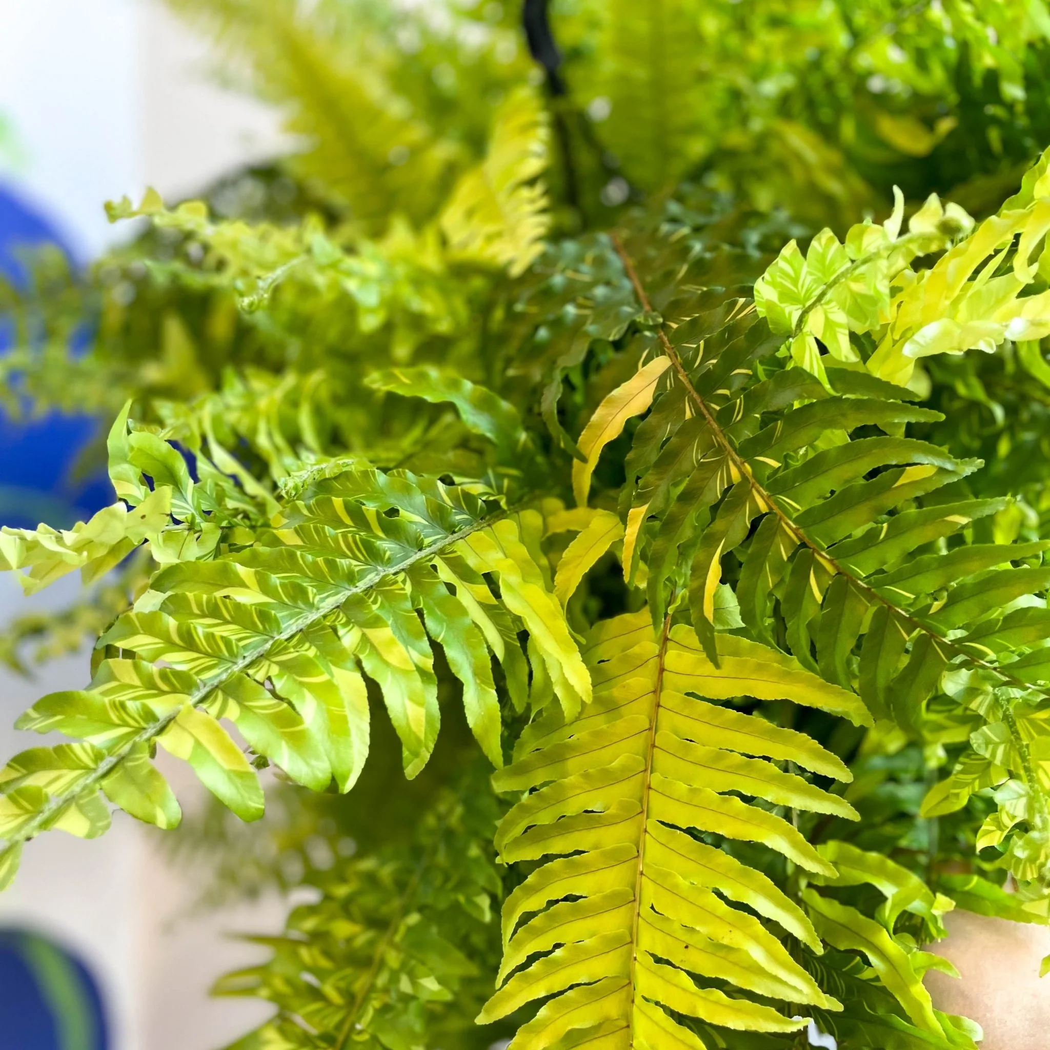 Nephrolepis exaltata 'Tiger' - Variegated Boston Fern - Image 5