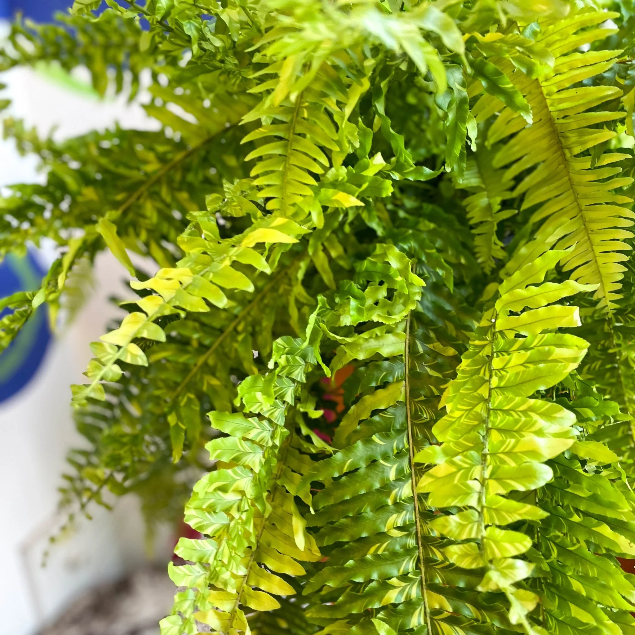 Nephrolepis exaltata 'Tiger' - Variegated Boston Fern - Image 6