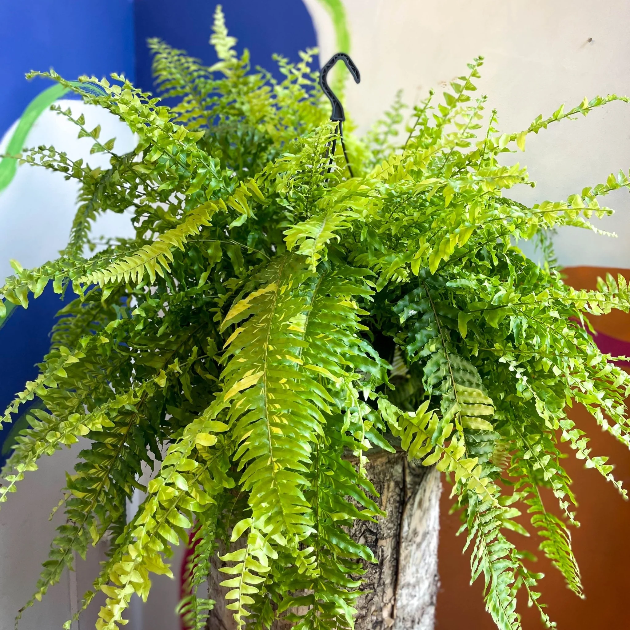 Nephrolepis exaltata 'Tiger' - Variegated Boston Fern - Image 7