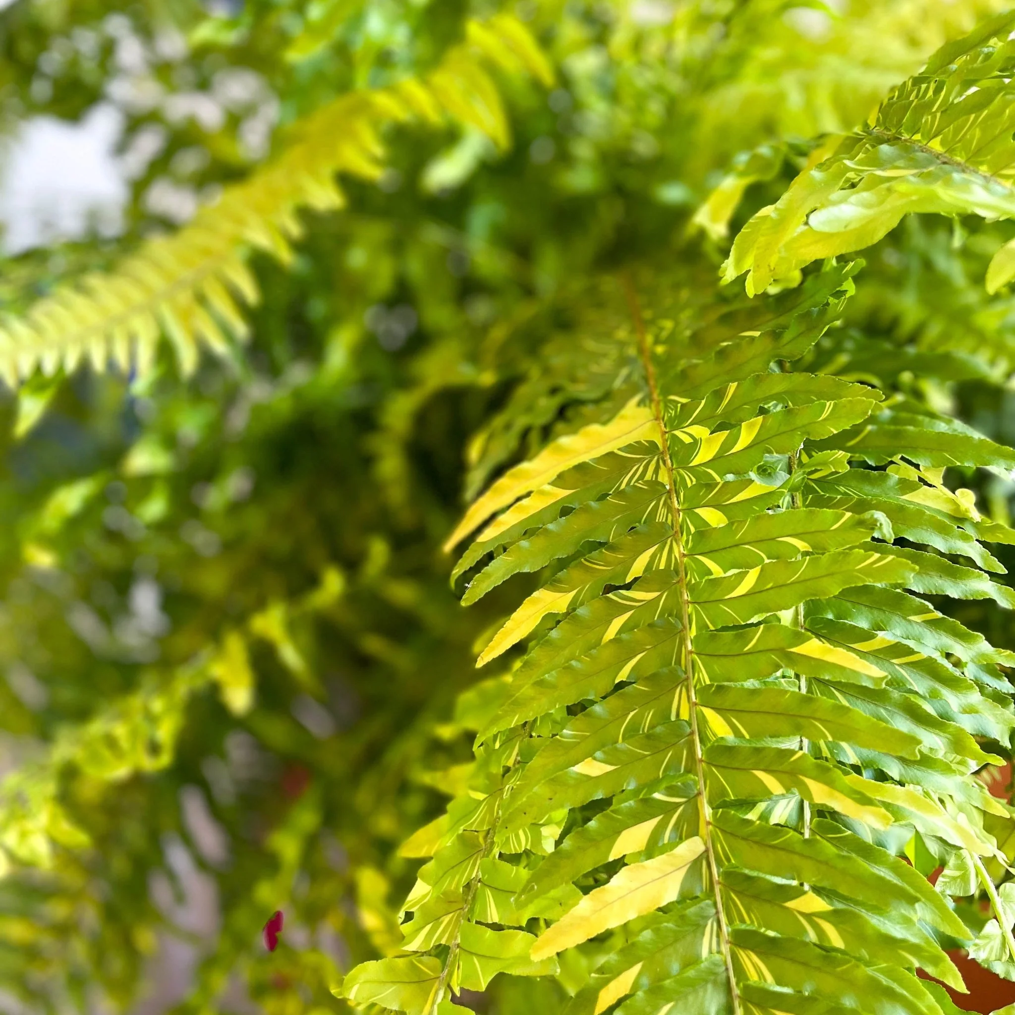 Nephrolepis exaltata 'Tiger' - Variegated Boston Fern - Image 8