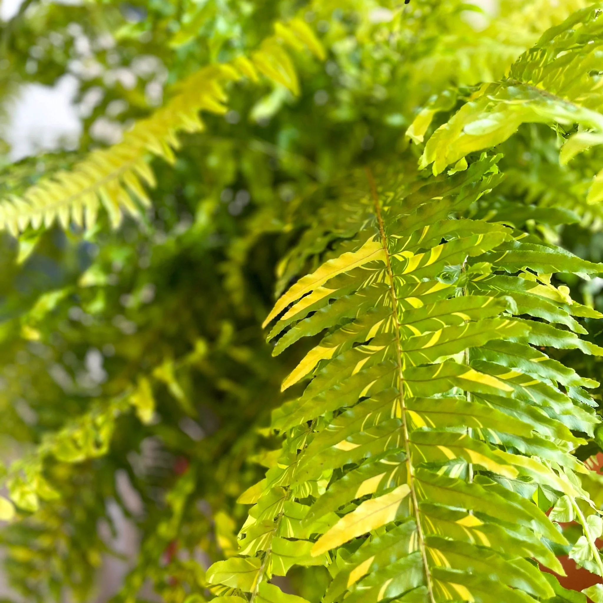 Nephrolepis exaltata 'Tiger' - Variegated Boston Fern - Image 9