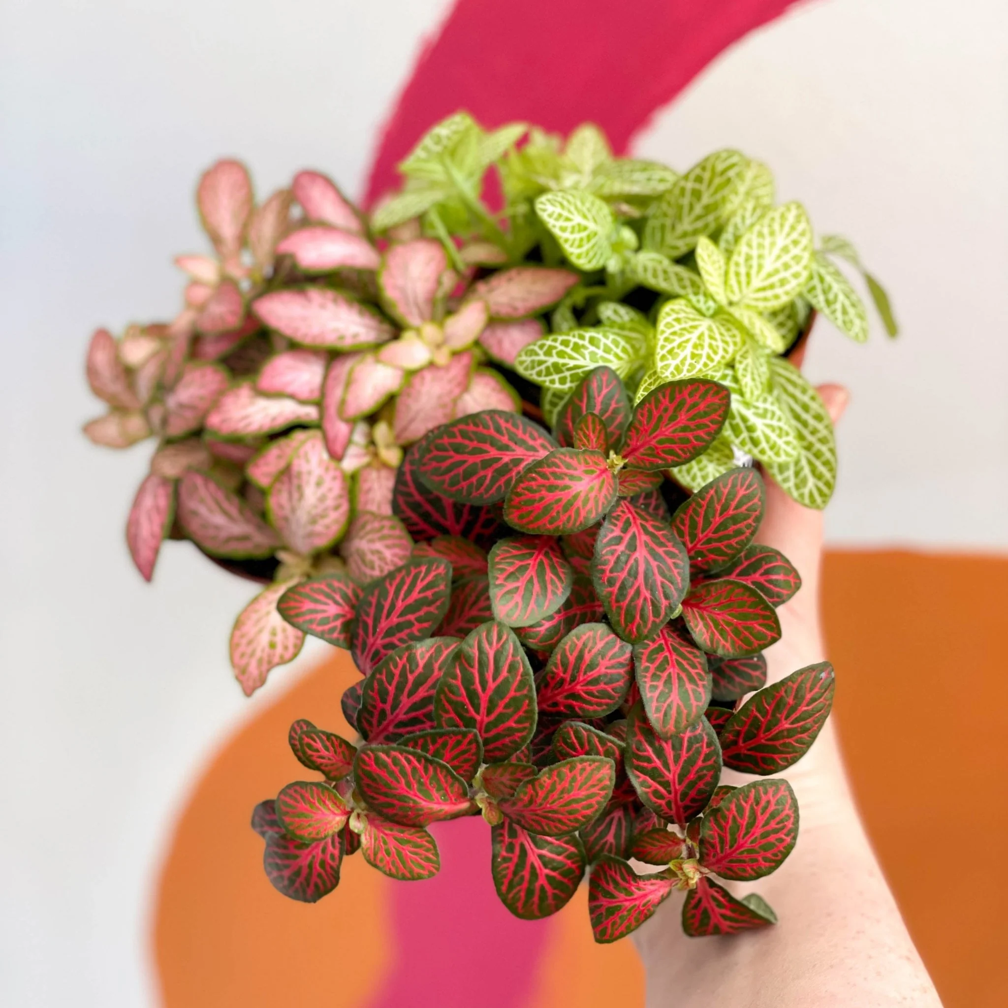Nerve Plant - Fittonia