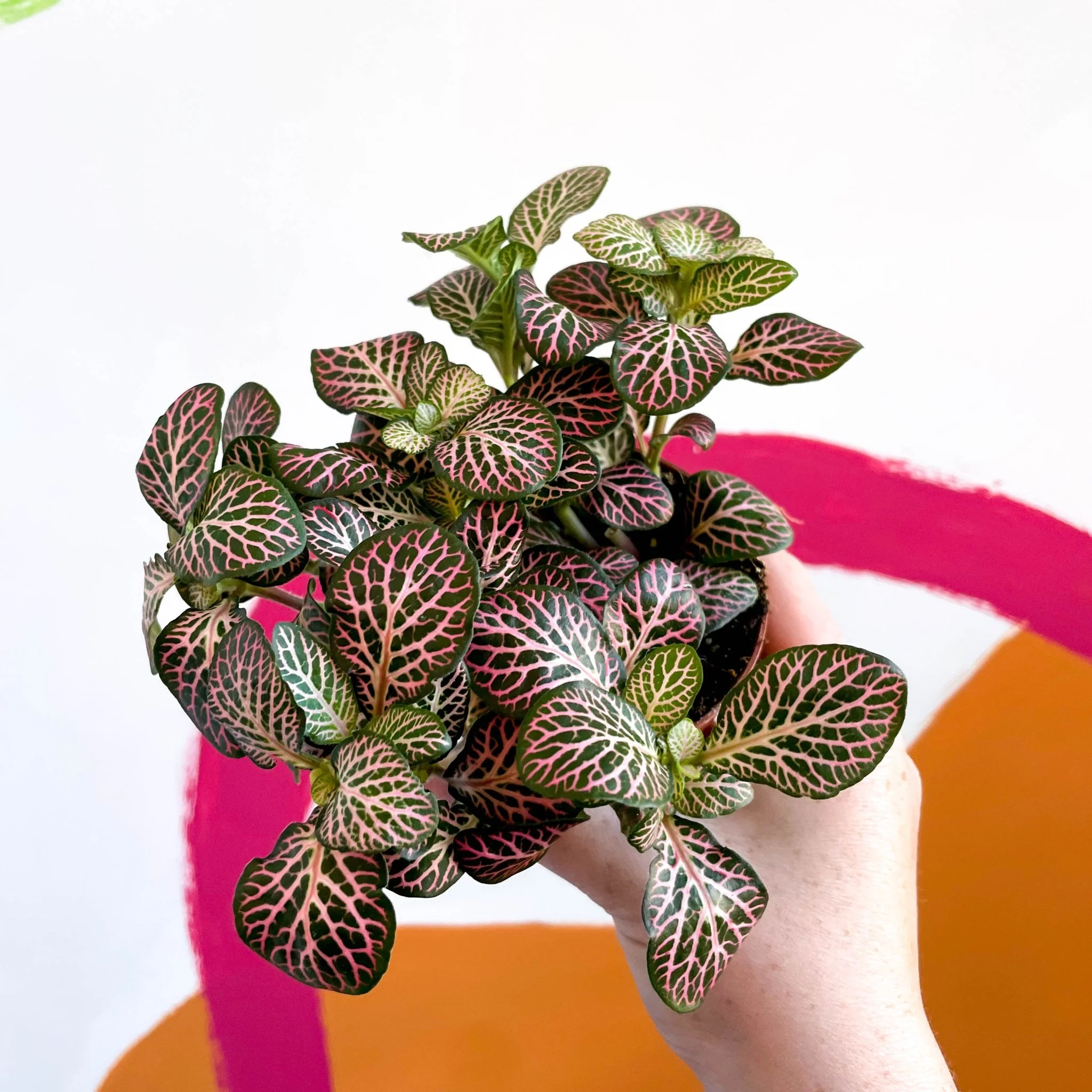 Nerve Plant - Fittonia - Image 10