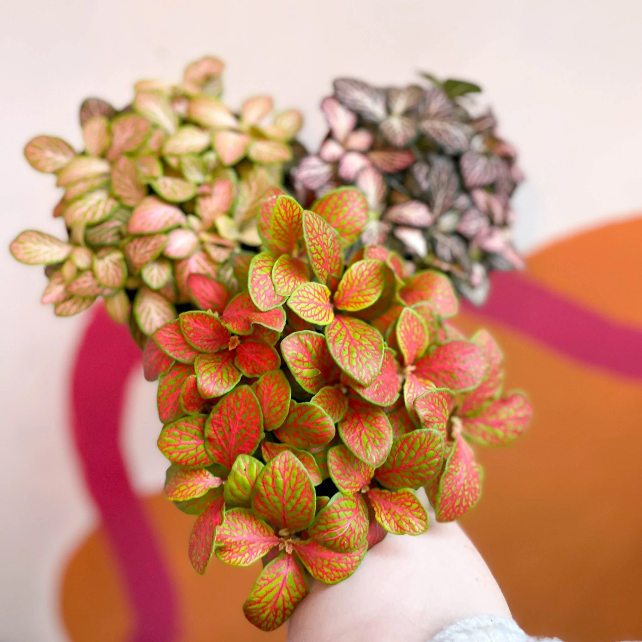 Nerve Plant - Fittonia - Image 11