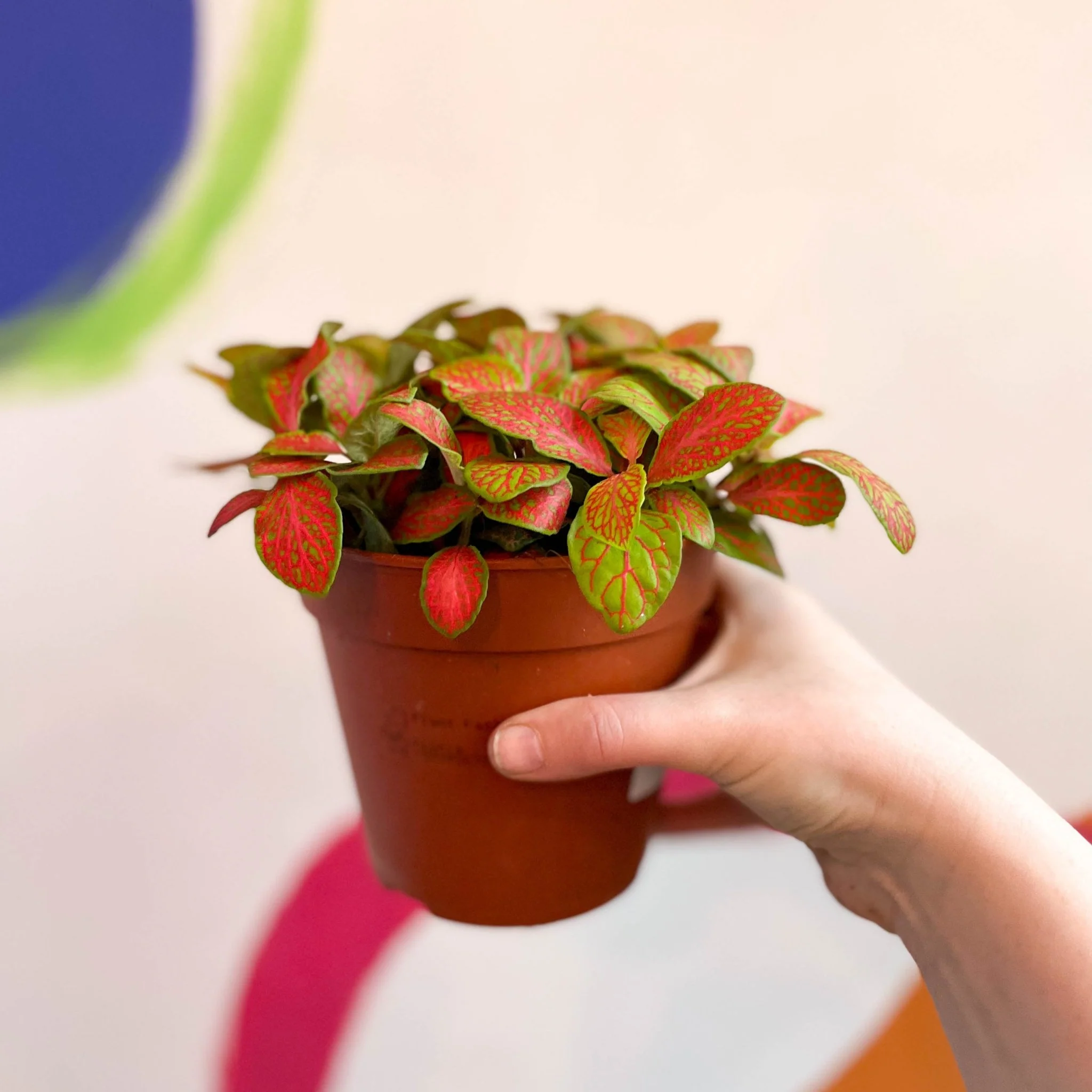 Nerve Plant - Fittonia - Image 12