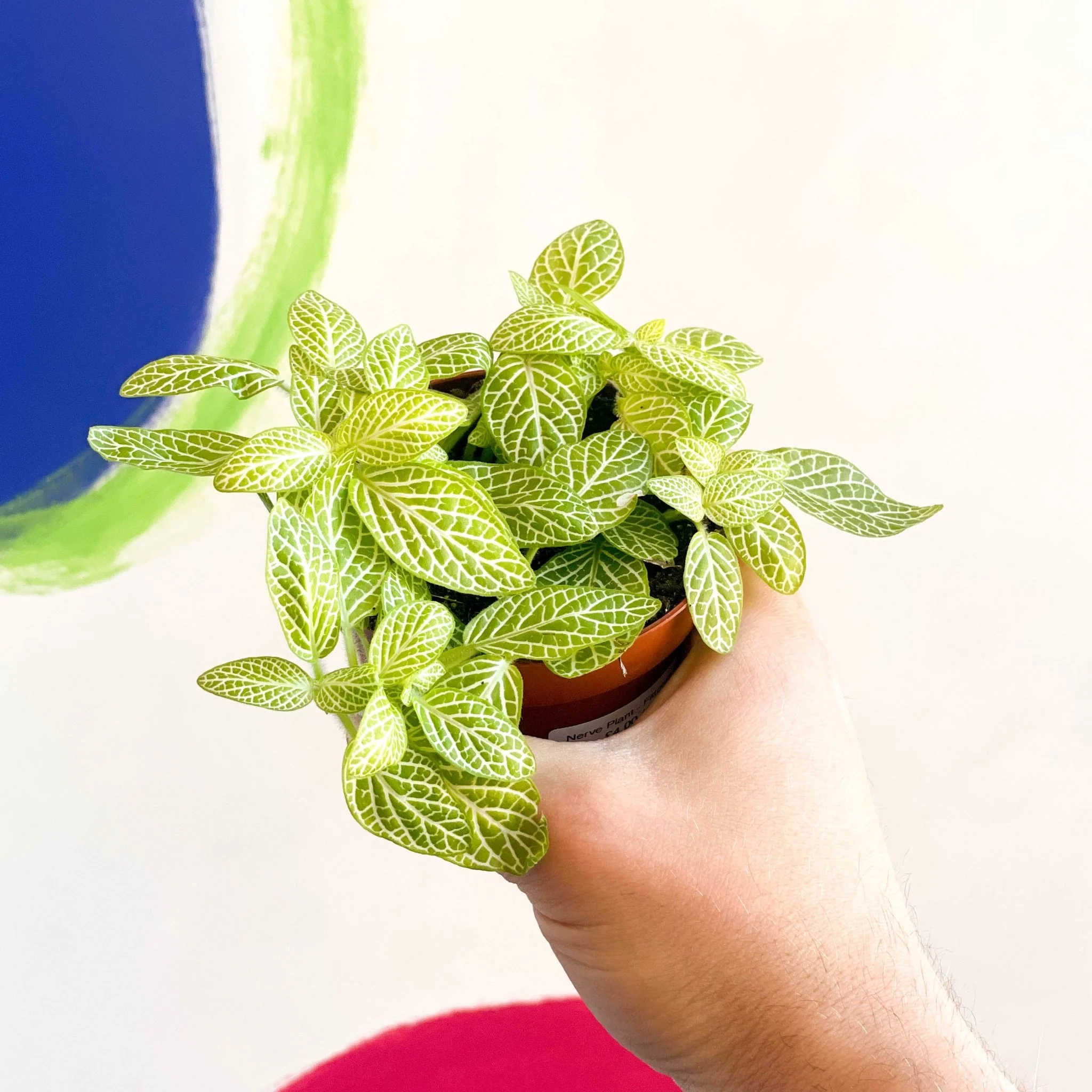 Nerve Plant - Fittonia - Image 3