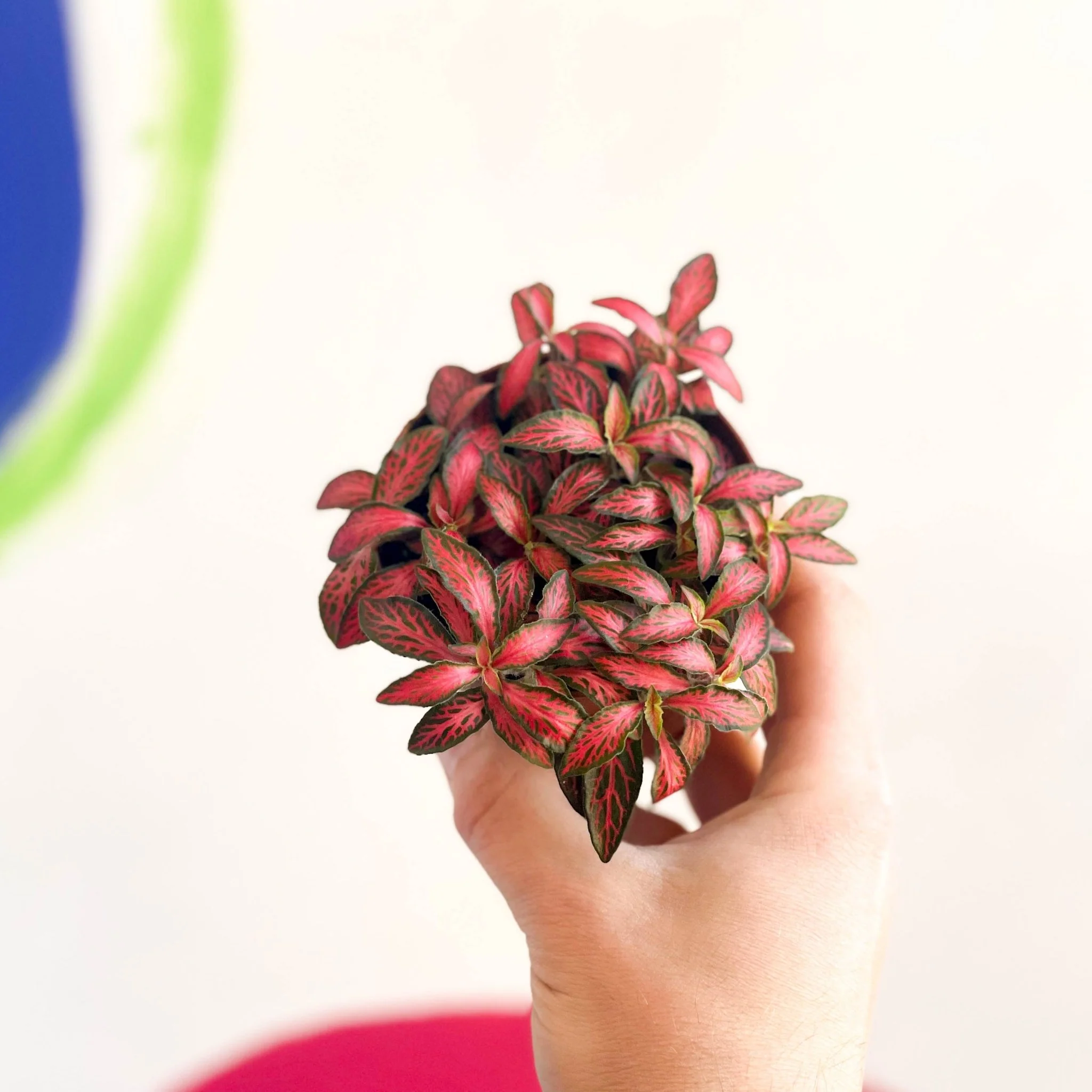 Nerve Plant - Fittonia - Image 4
