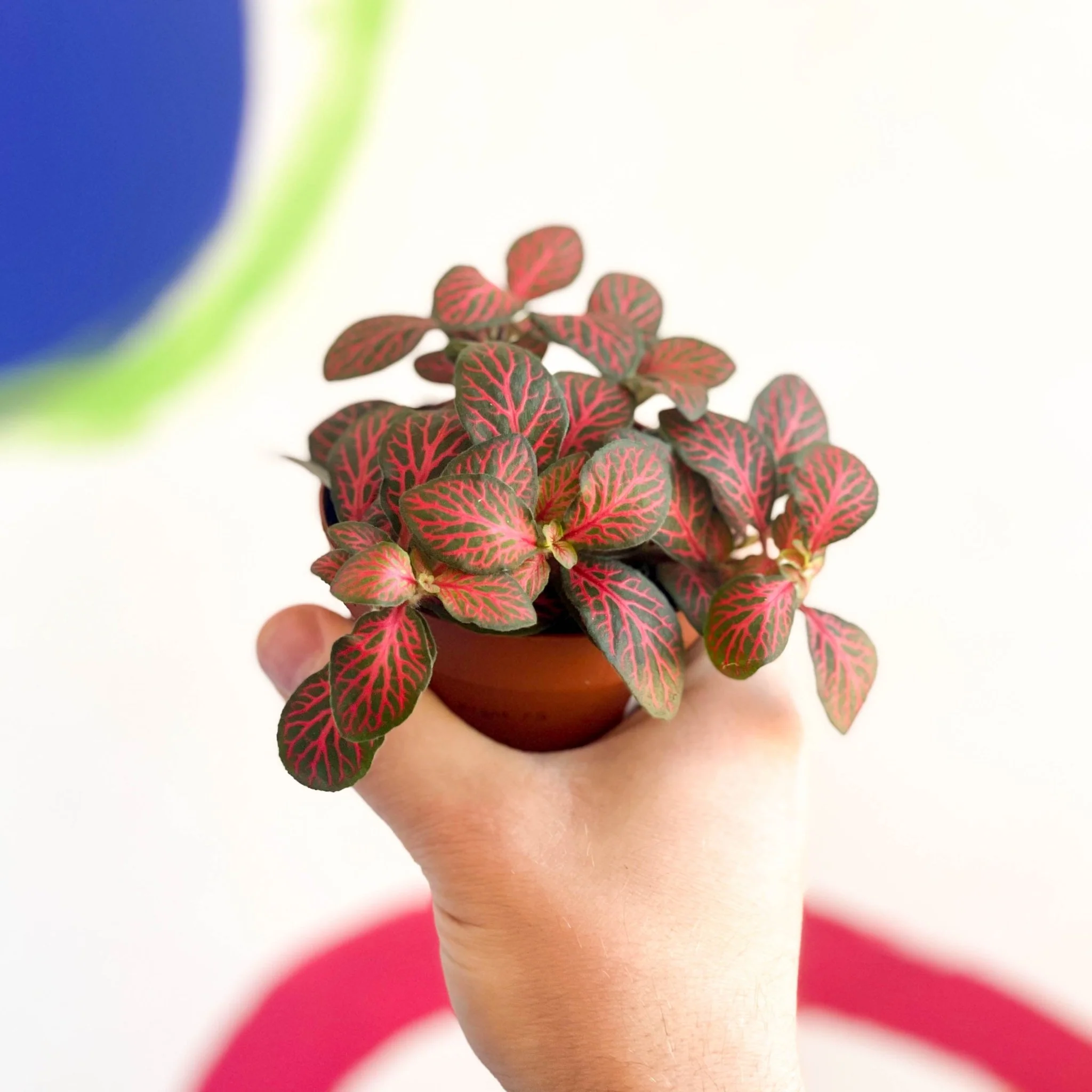 Nerve Plant - Fittonia - Image 5