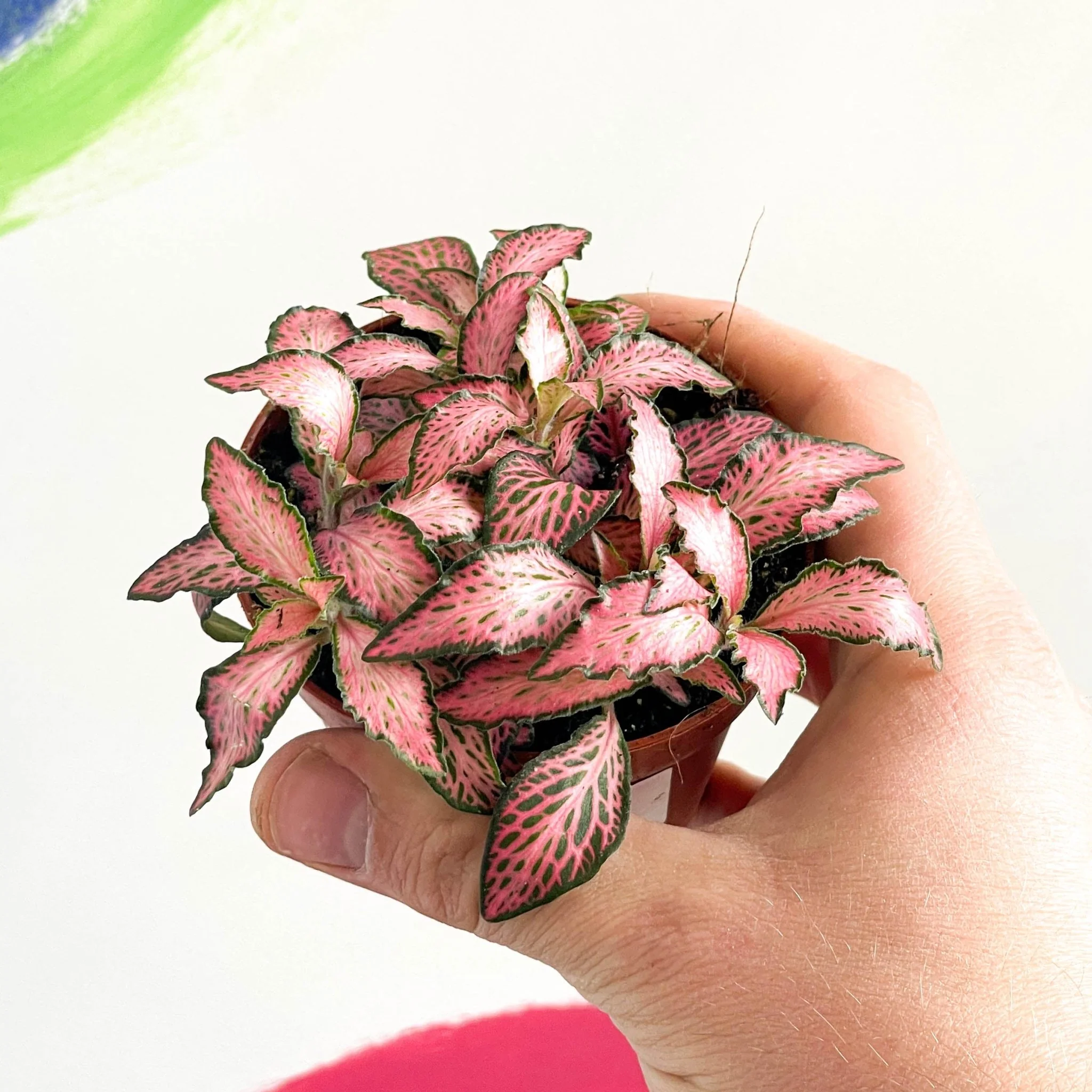 Nerve Plant - Fittonia - Image 7