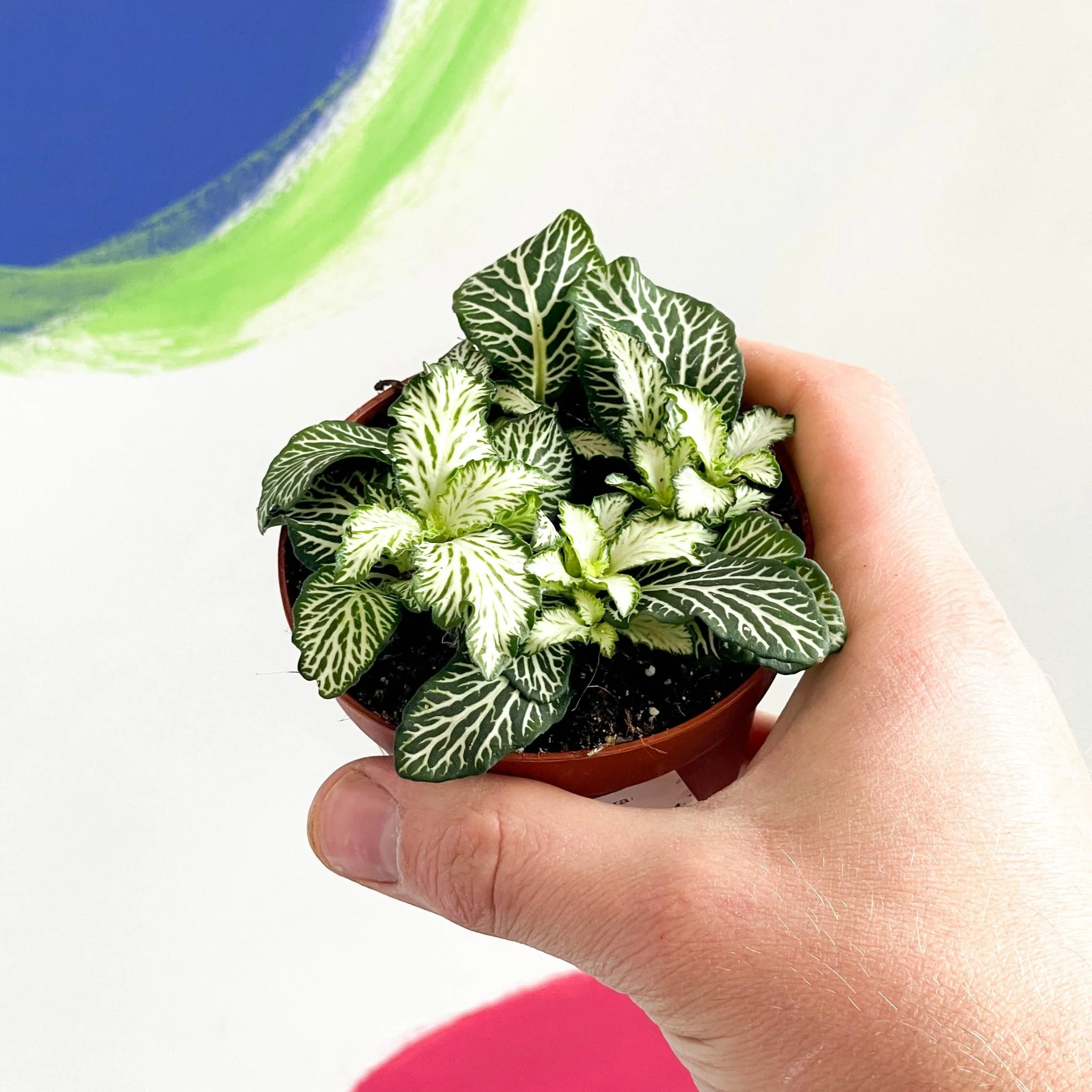 Nerve Plant - Fittonia - Image 8