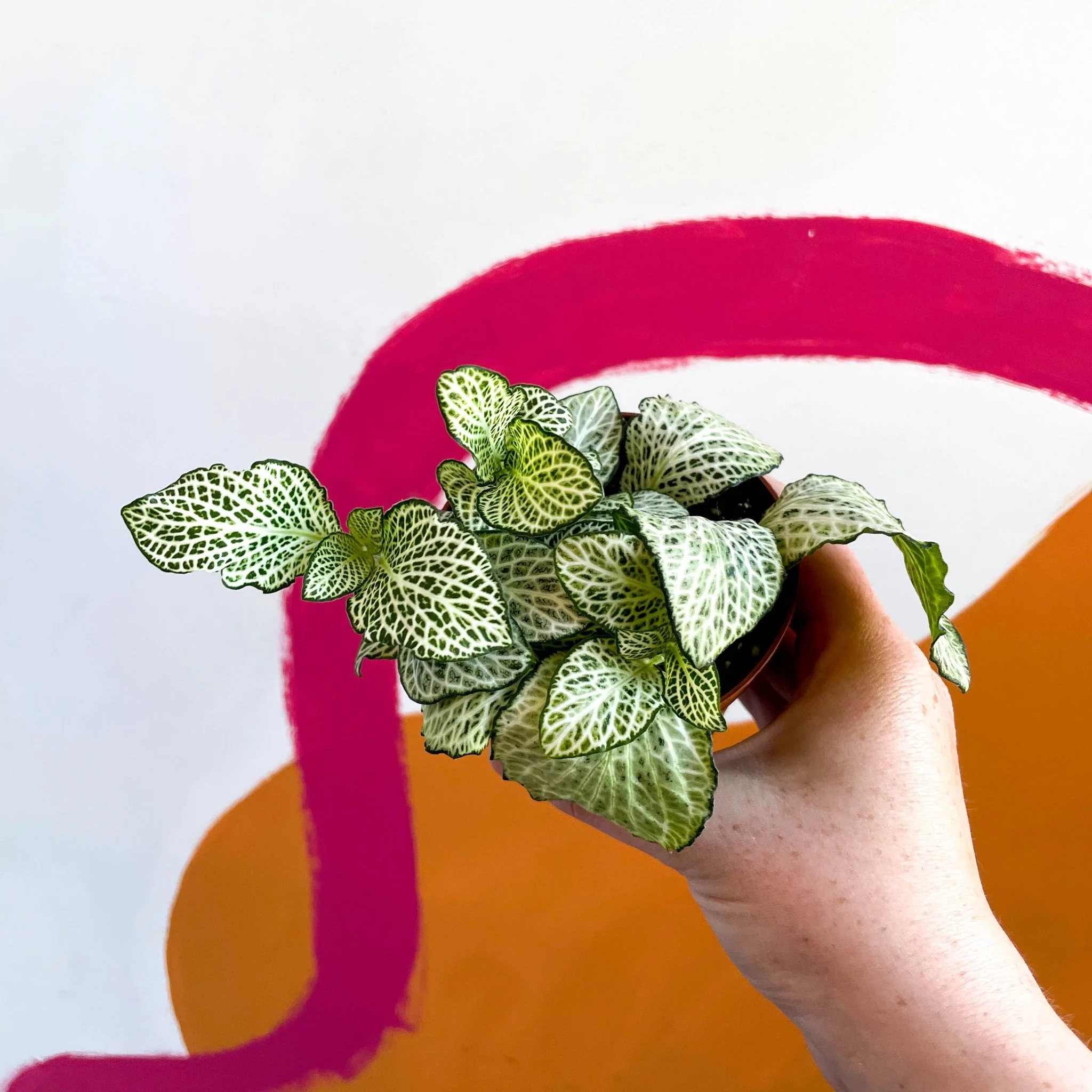 Nerve Plant - Fittonia - Image 9