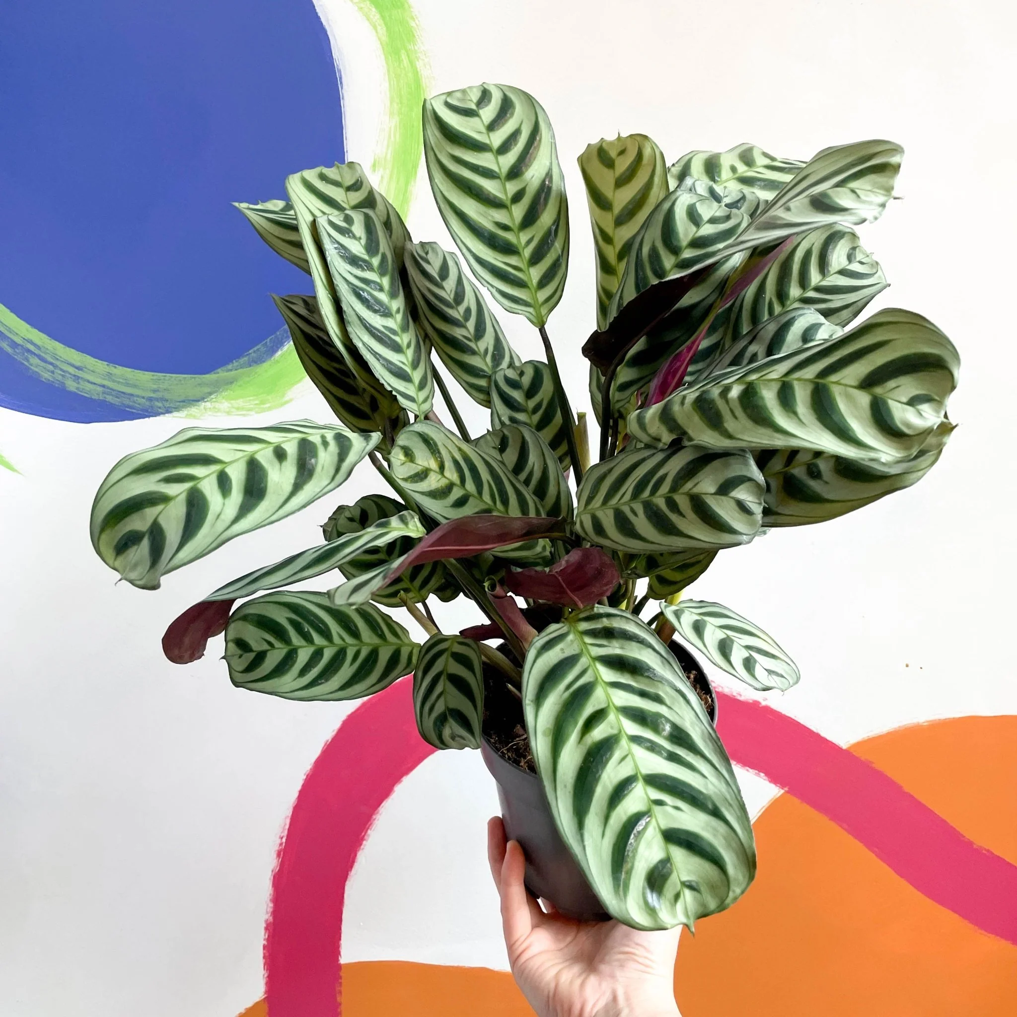 Ctenanthe burle-marxii - Fishbone Prayer Plant