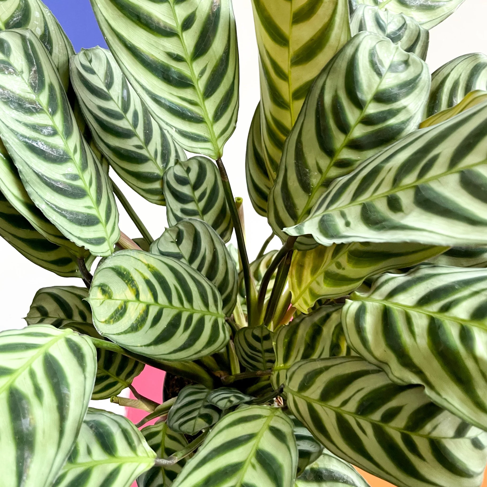 Ctenanthe burle-marxii - Fishbone Prayer Plant - Image 2