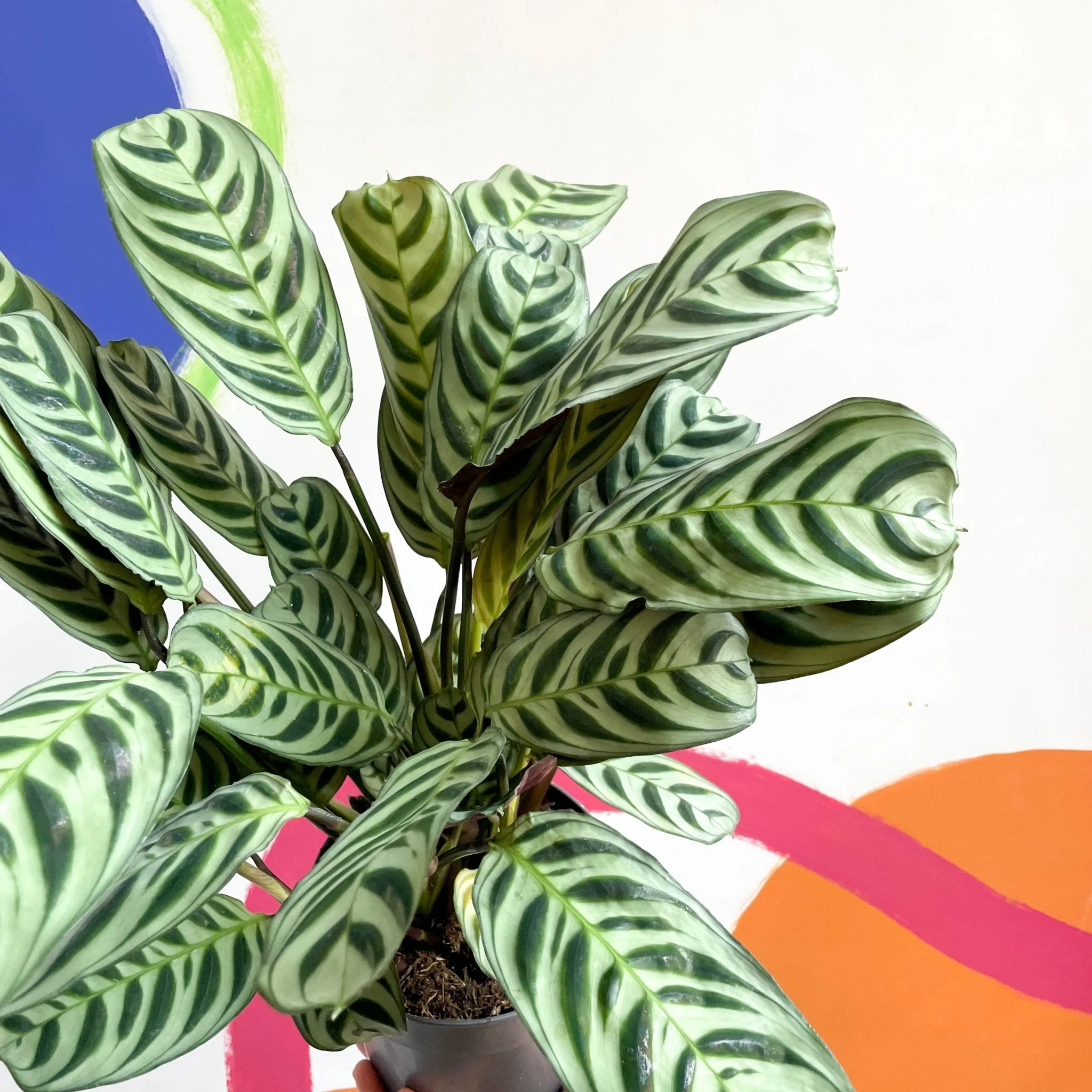 Ctenanthe burle-marxii - Fishbone Prayer Plant - Image 3