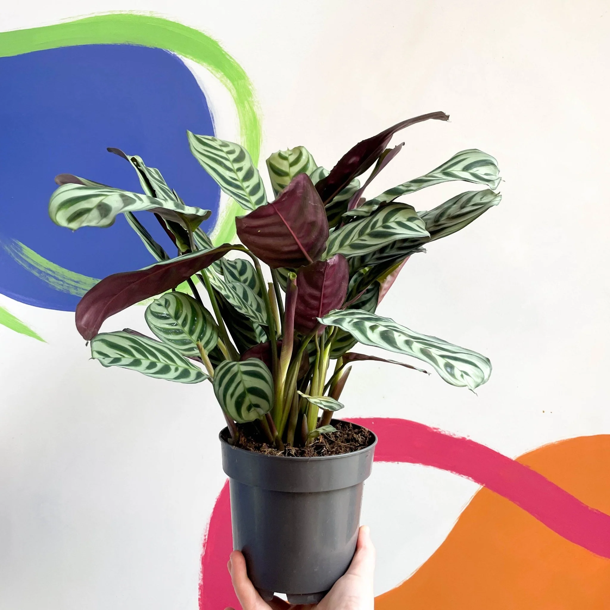 Ctenanthe burle-marxii - Fishbone Prayer Plant - Image 4
