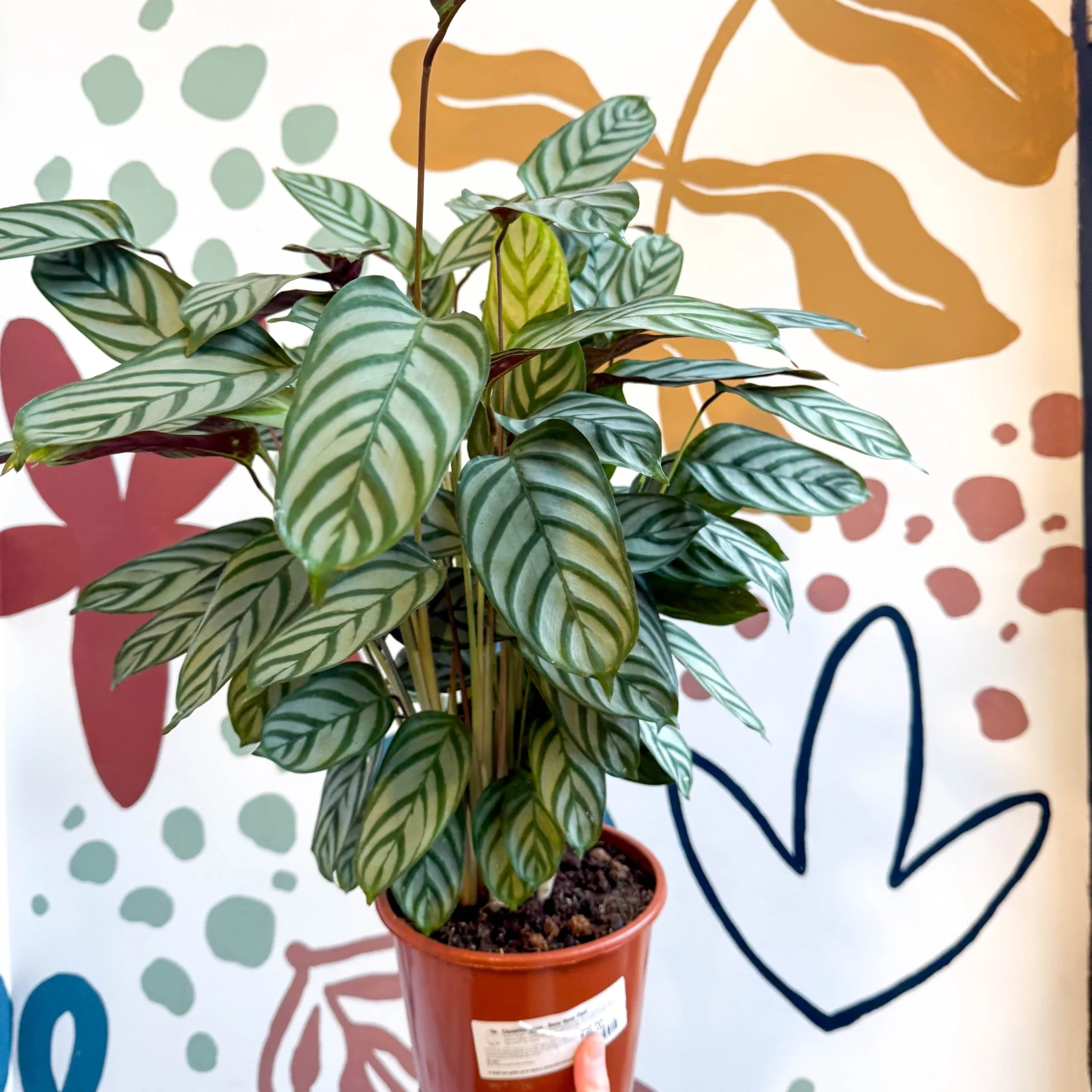 Ctenanthe setosa - Never Never Plant