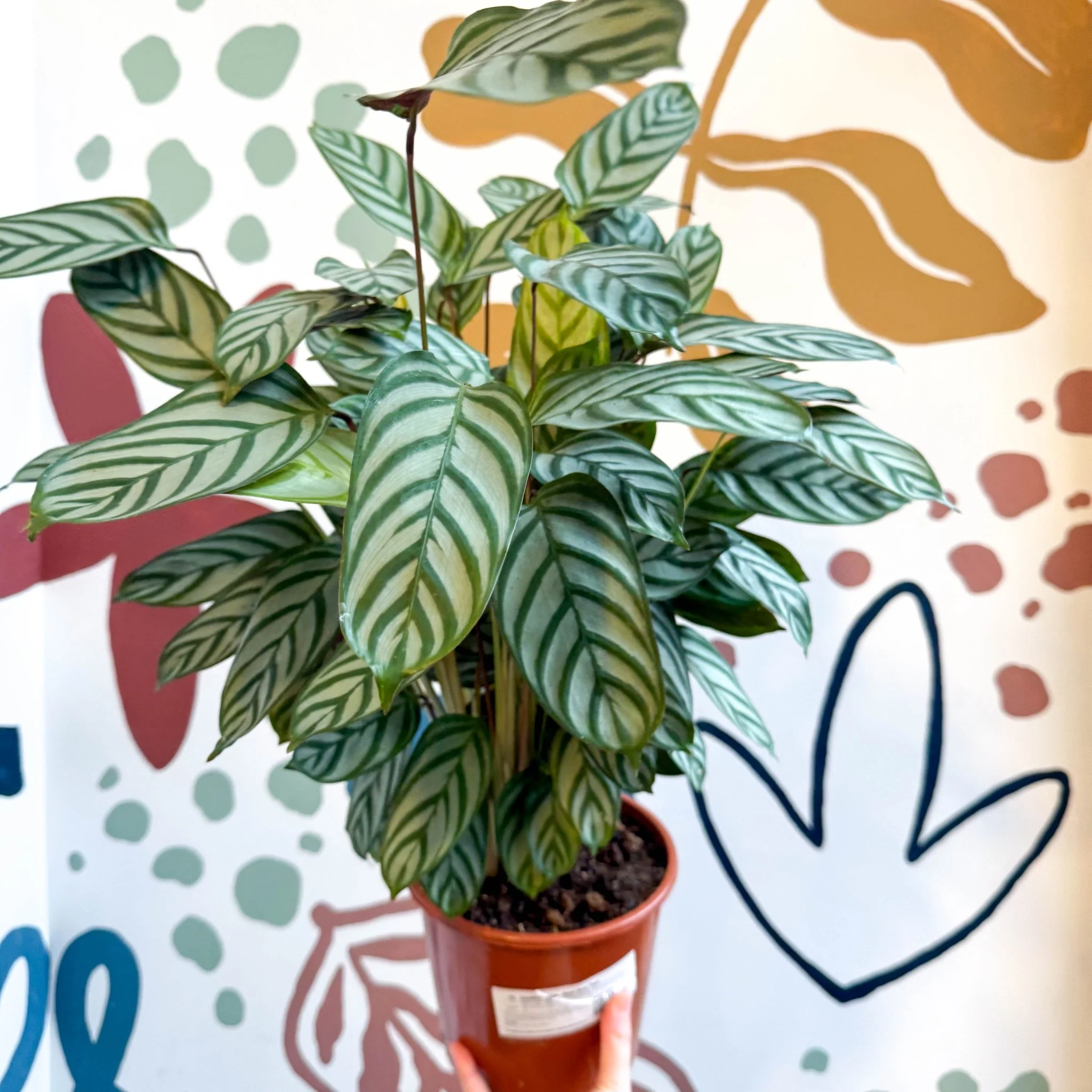 Ctenanthe setosa - Never Never Plant - Image 2