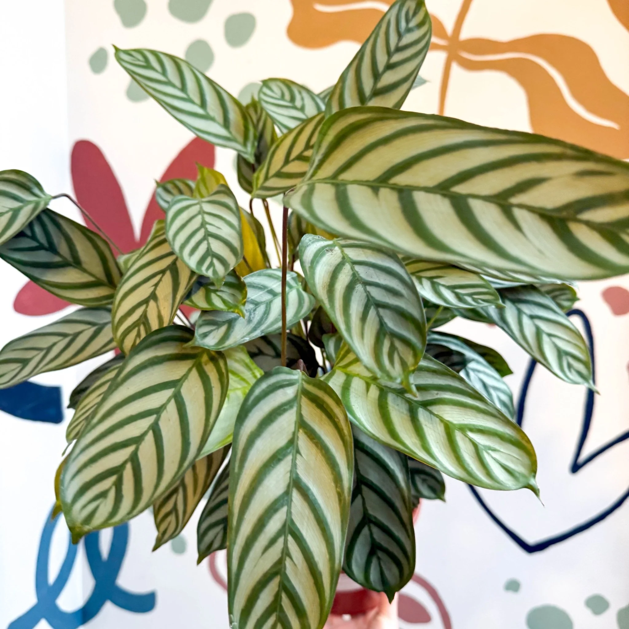 Ctenanthe setosa - Never Never Plant - Image 3