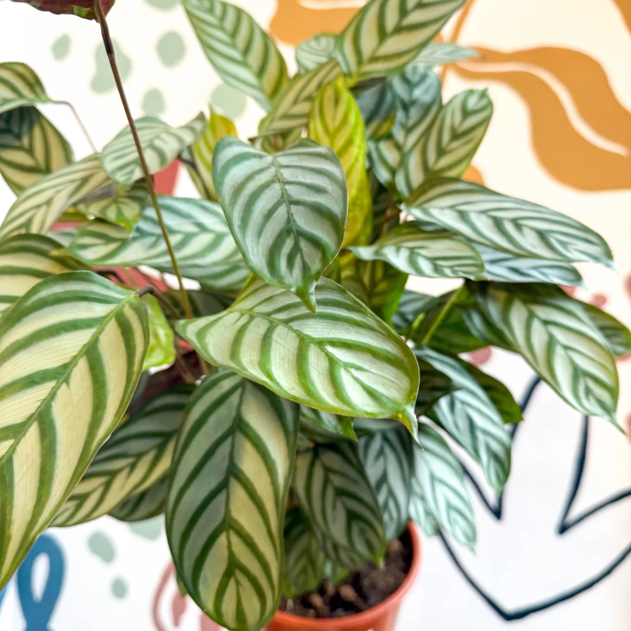 Ctenanthe setosa - Never Never Plant - Image 5
