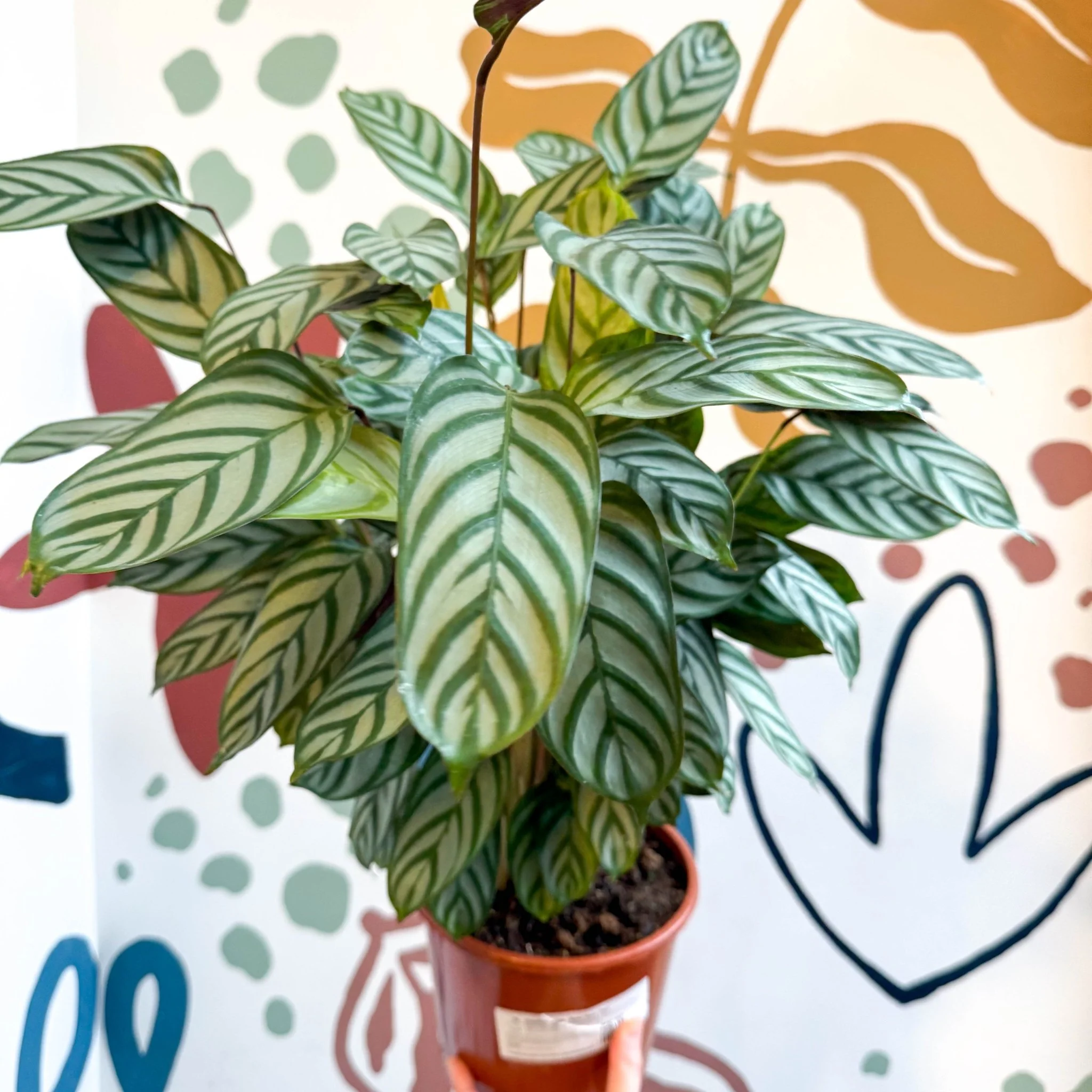 Ctenanthe setosa - Never Never Plant - Image 7