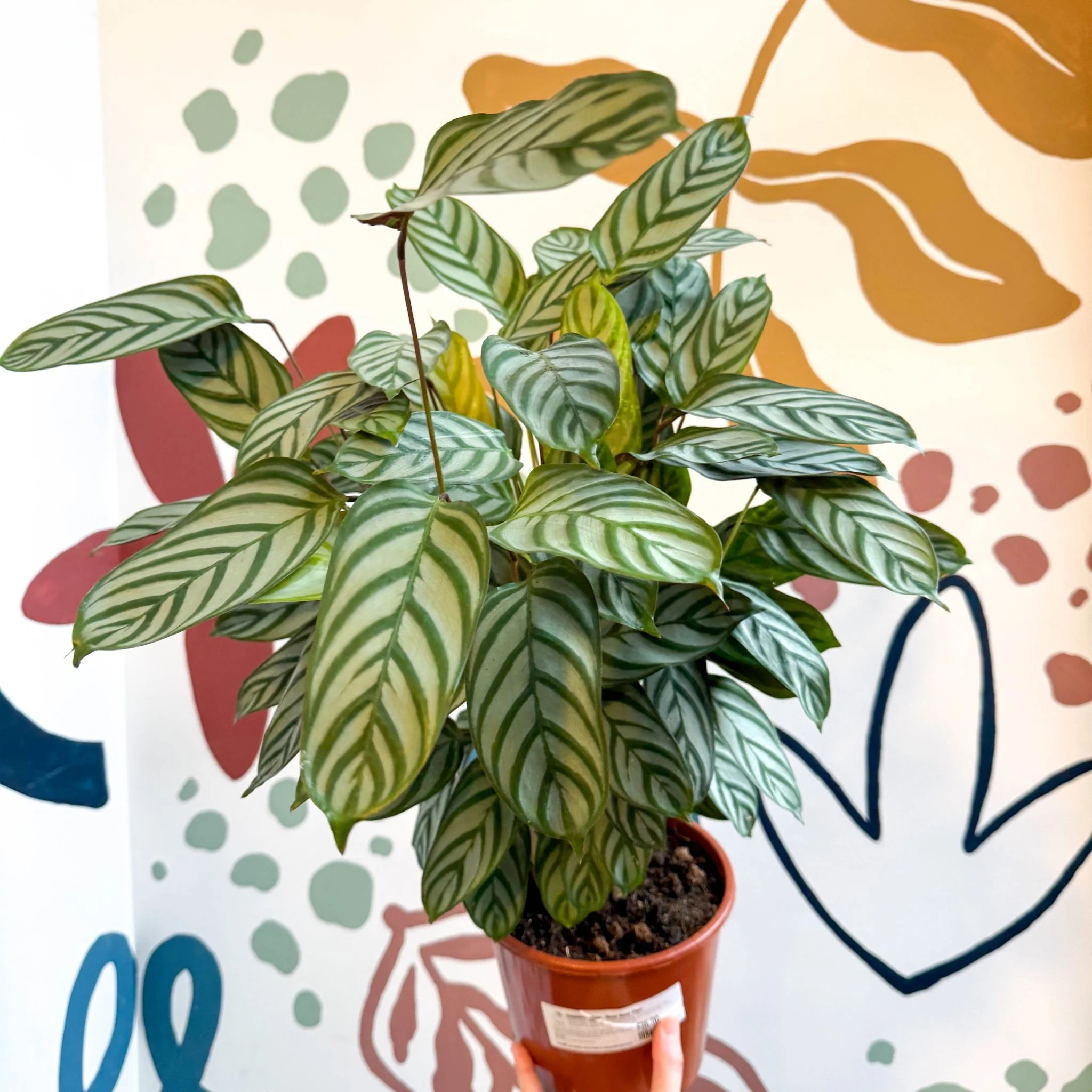 Ctenanthe setosa - Never Never Plant - Image 8