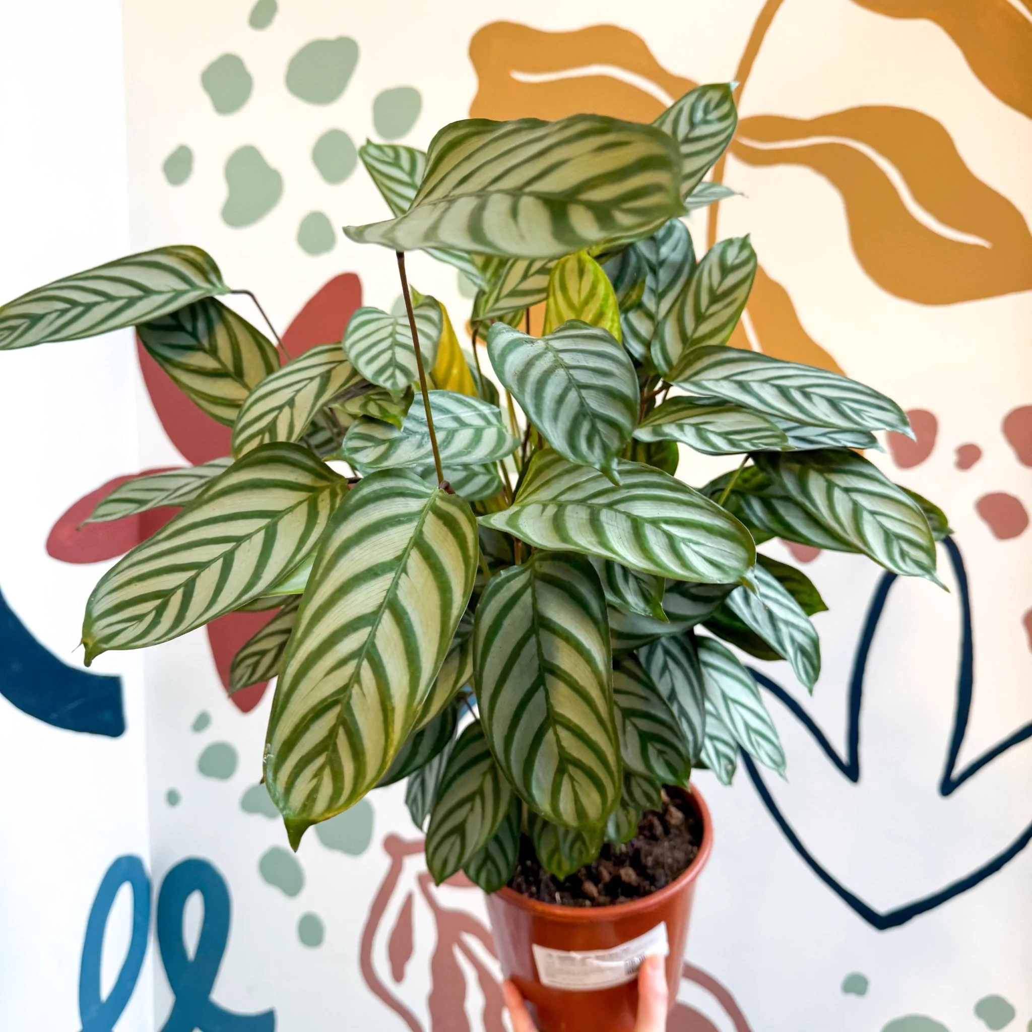 Ctenanthe setosa - Never Never Plant - Image 9