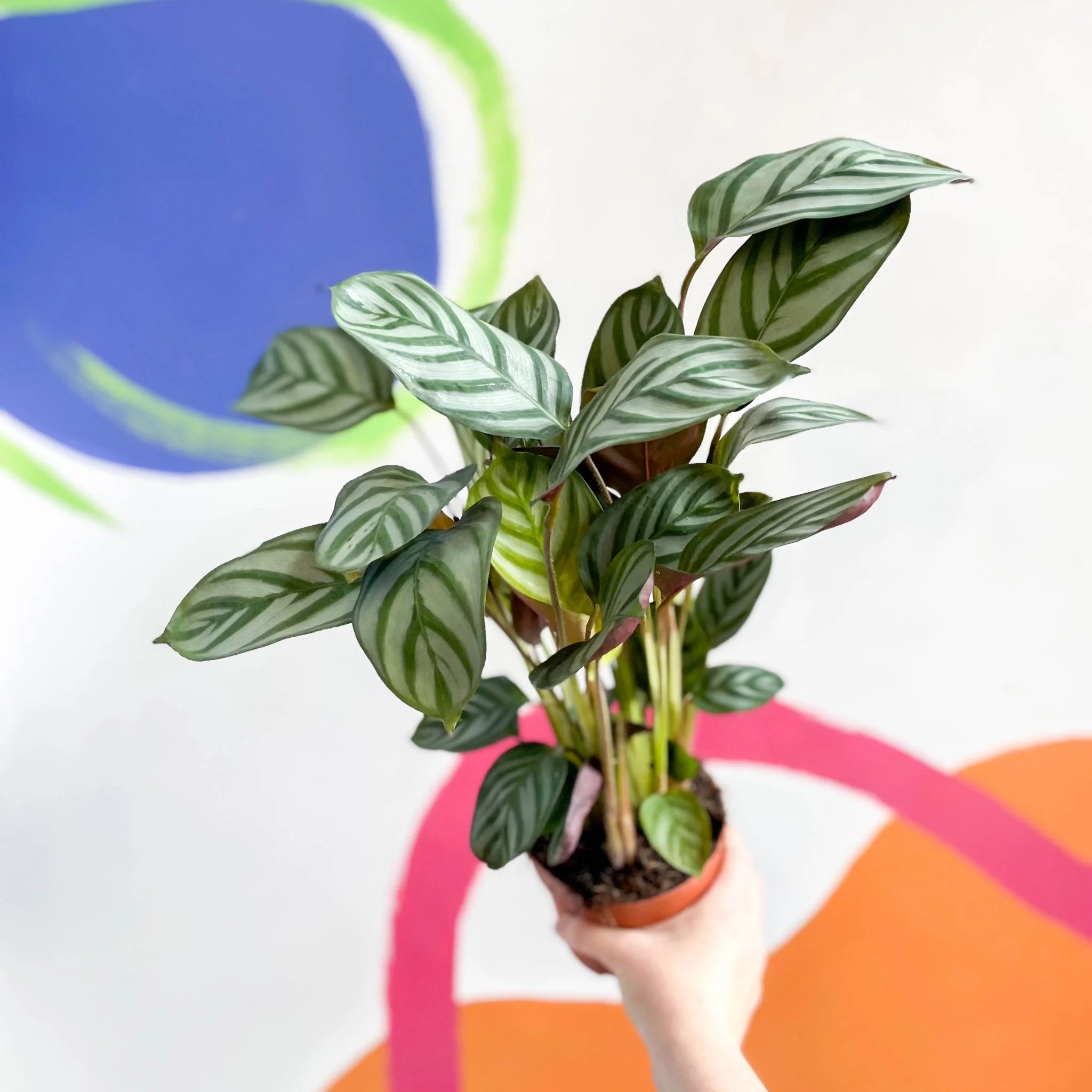 Ctenanthe setosa 'Green Flag' - Never Never Plant - Image 2