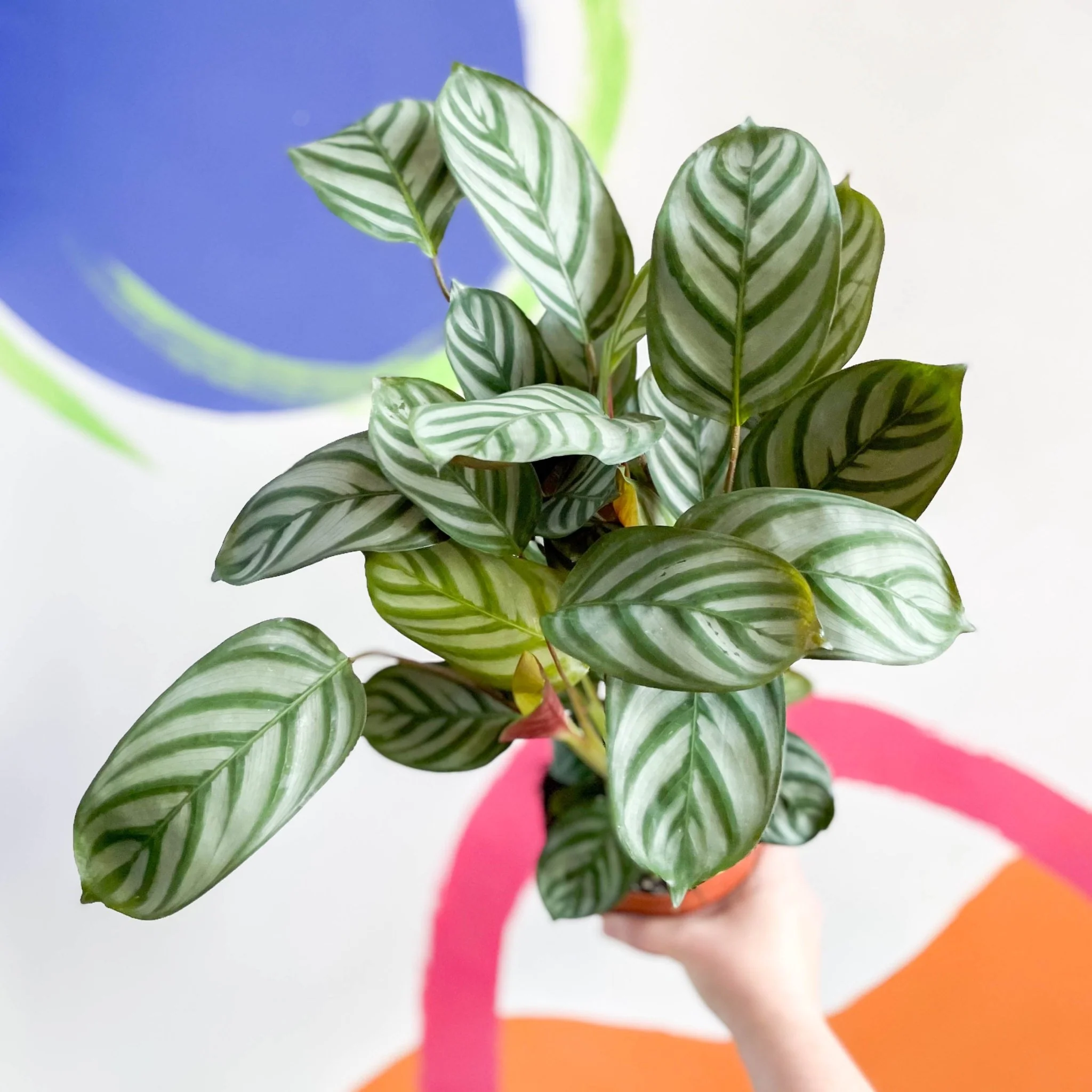 Ctenanthe setosa 'Green Flag' - Never Never Plant - Image 4