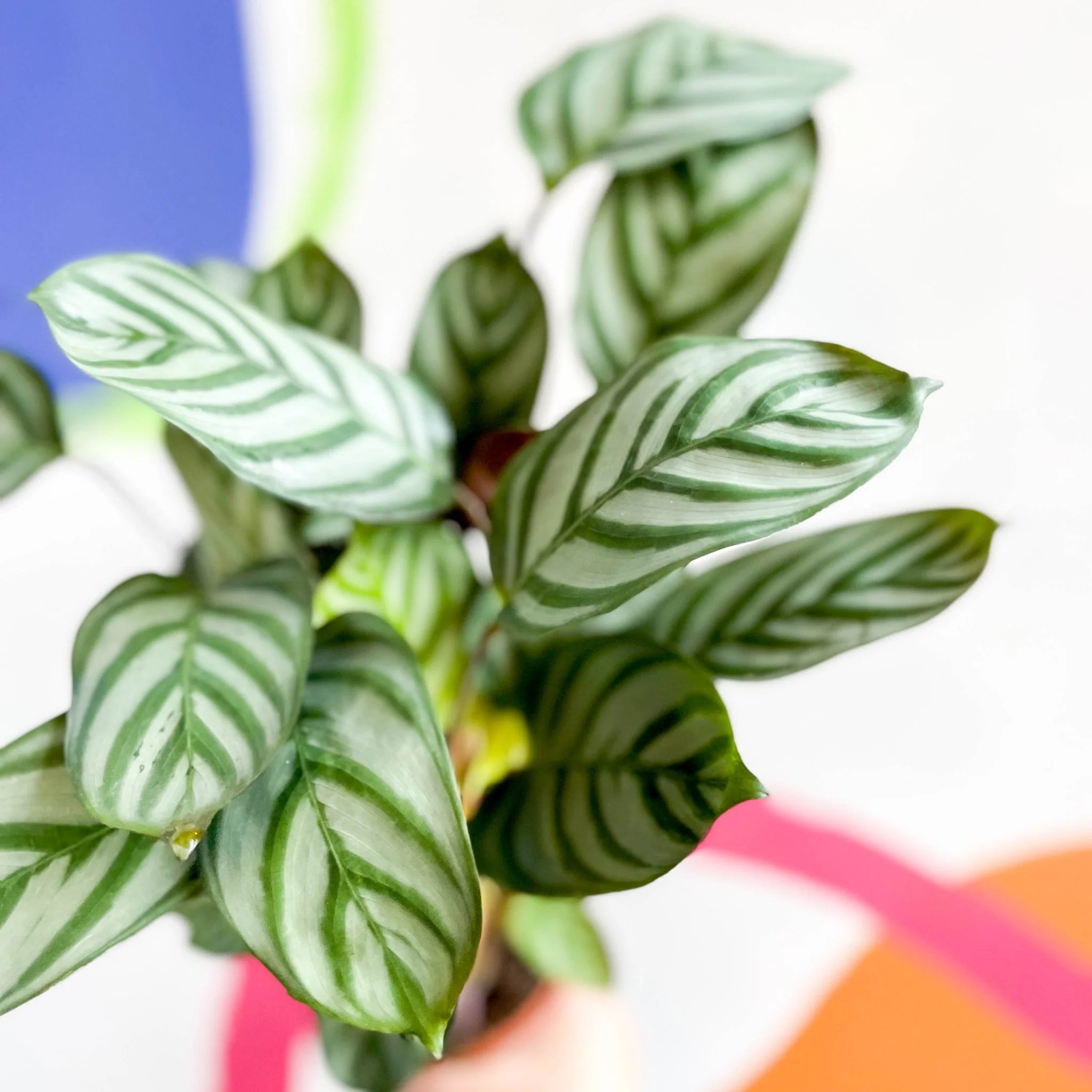 Ctenanthe setosa 'Green Flag' - Never Never Plant - Image 5