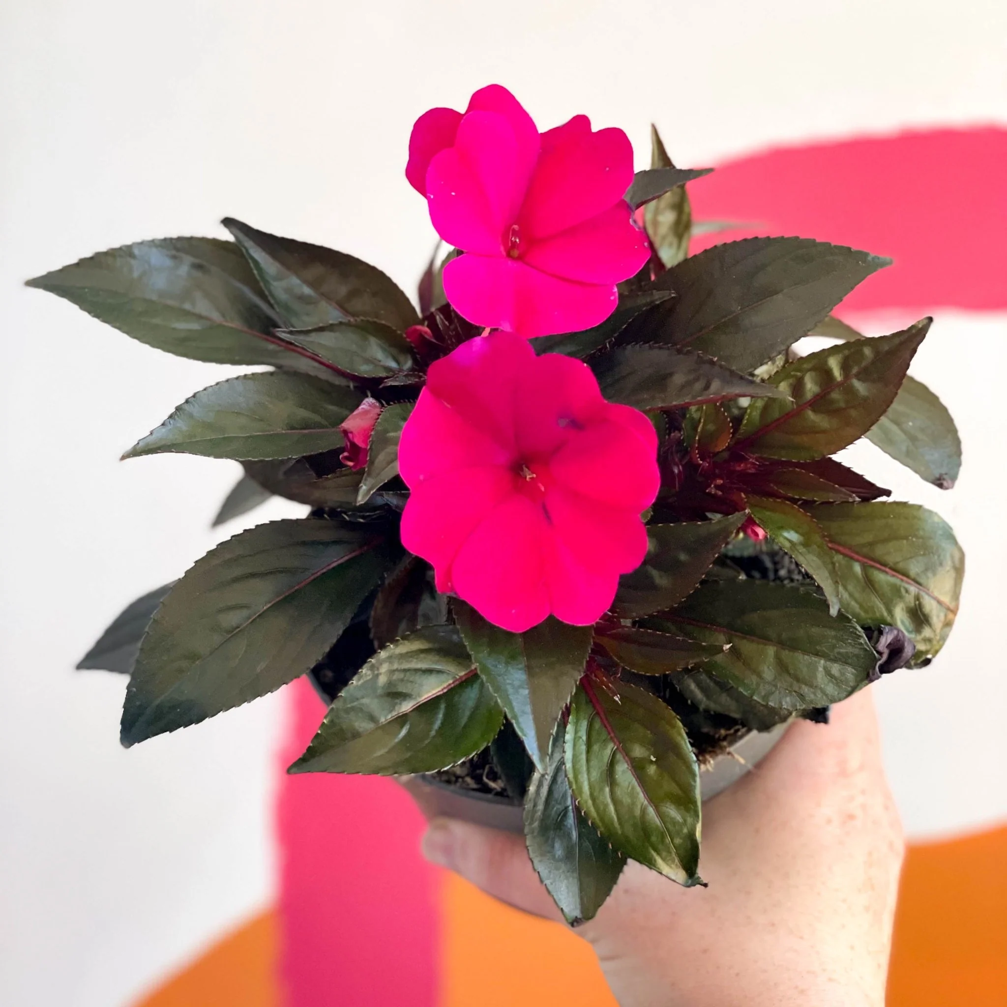 New Guinea Impatiens - Impatiens hawkeri 'Busy lizzie' - Image 2