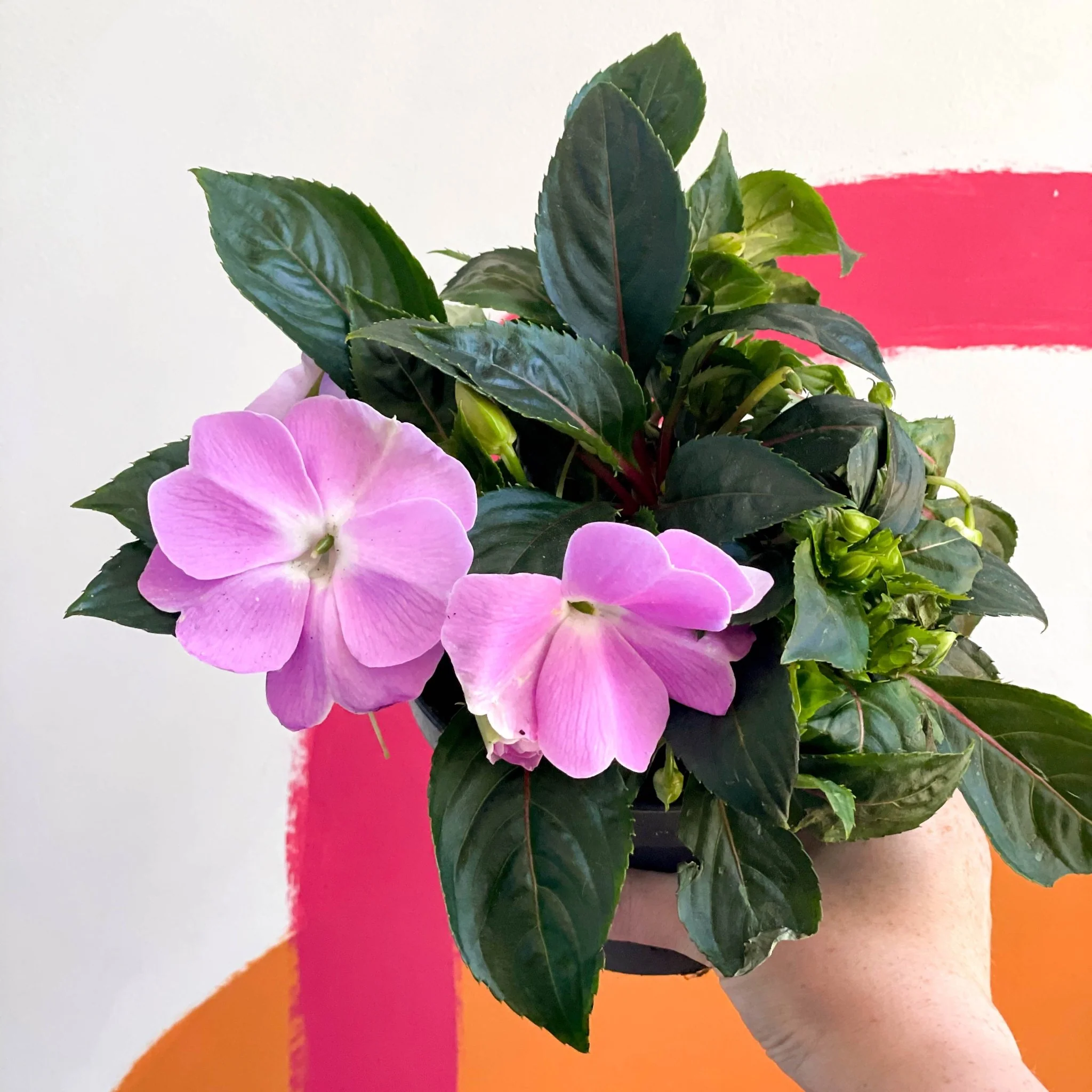 New Guinea Impatiens - Impatiens hawkeri 'Busy lizzie' - Image 3