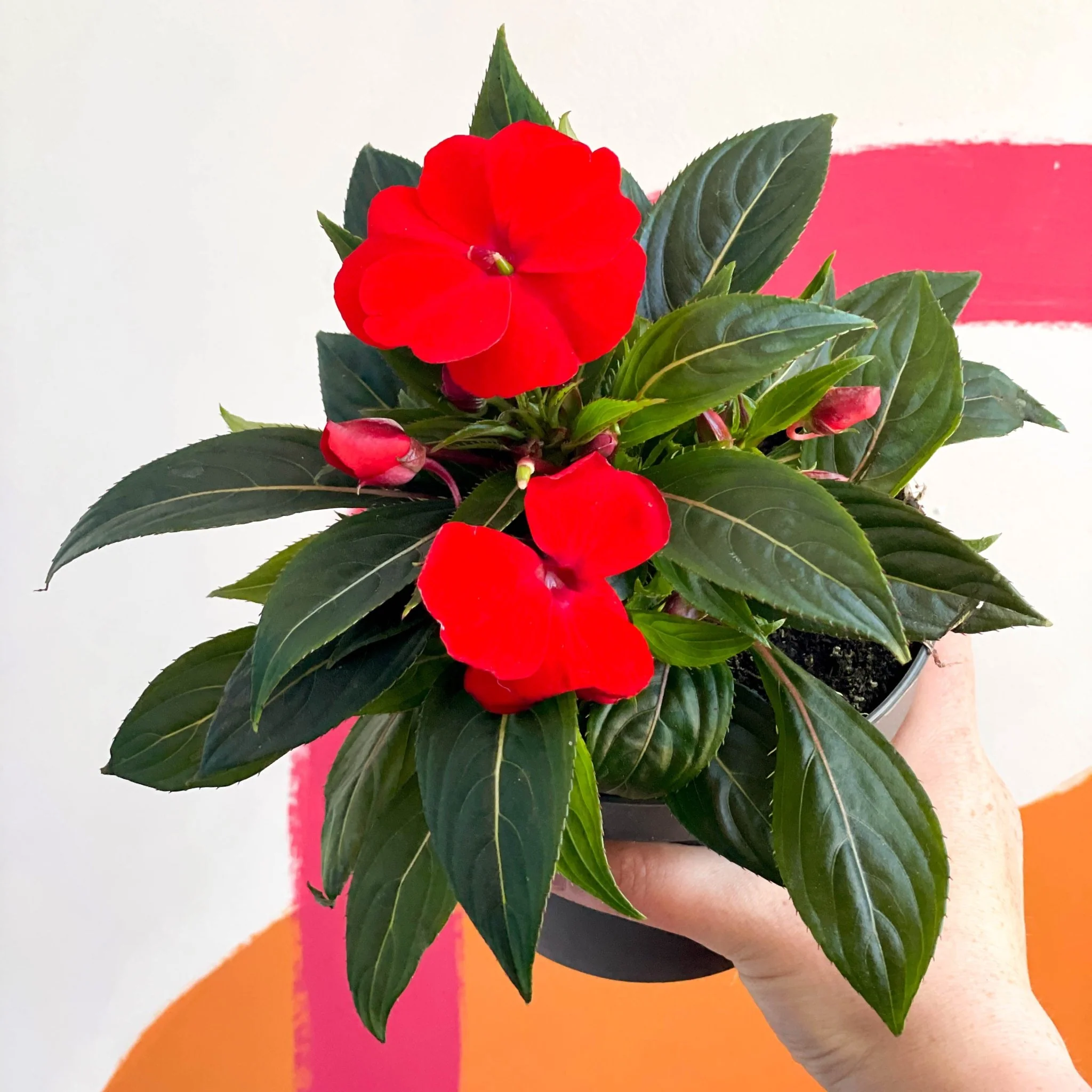 New Guinea Impatiens - Impatiens hawkeri 'Busy lizzie' - Image 4