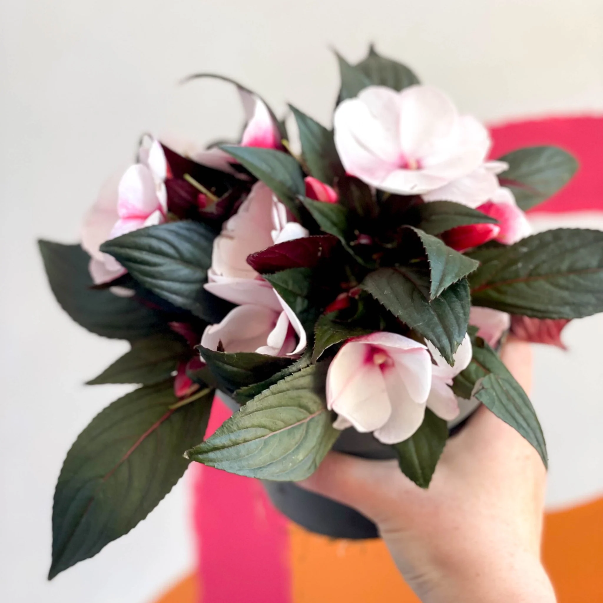 New Guinea Impatiens - Impatiens hawkeri 'Busy lizzie' - Image 5