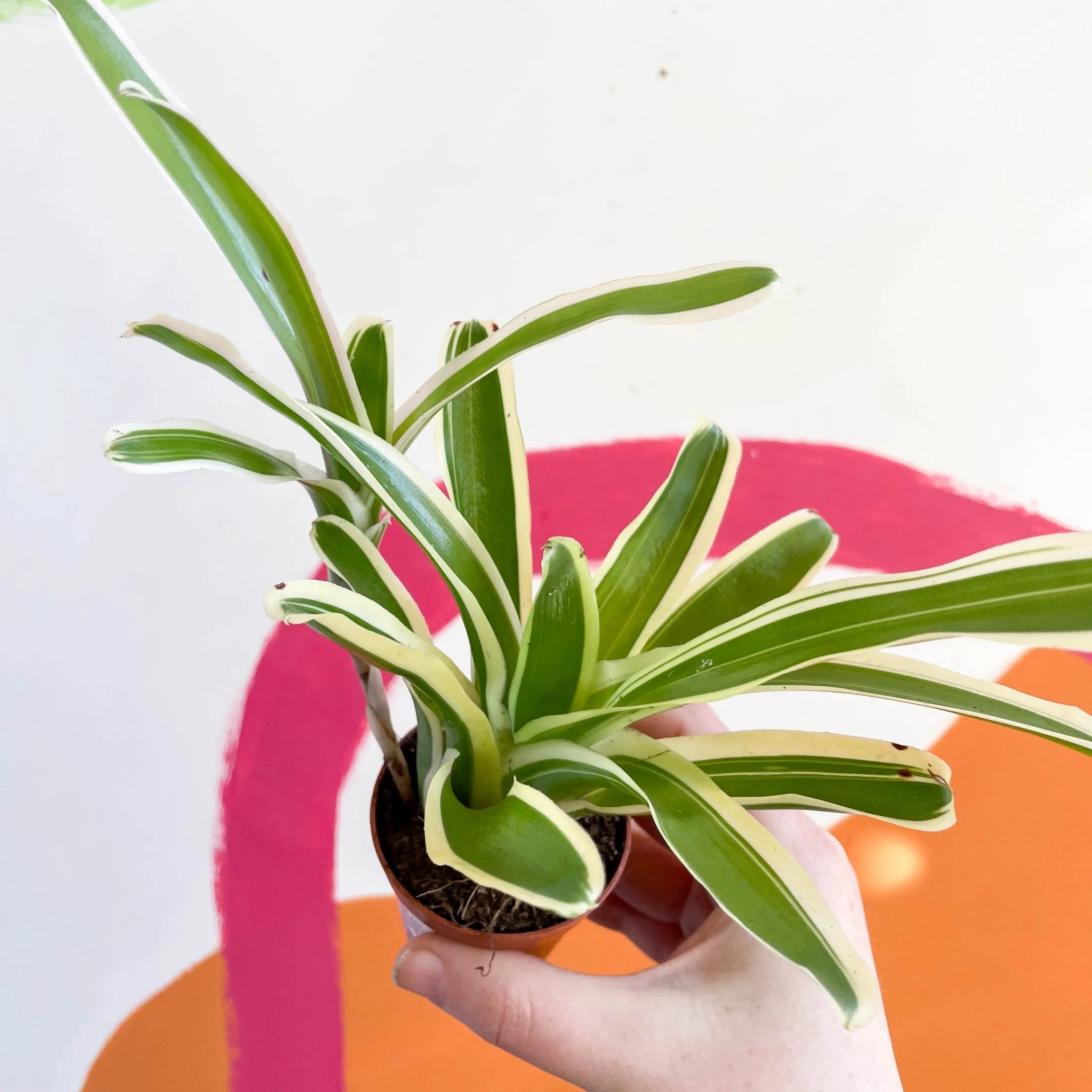 Nidularium schultesianum 'Striped Fireball' - Variegated Blushing Bromeliad