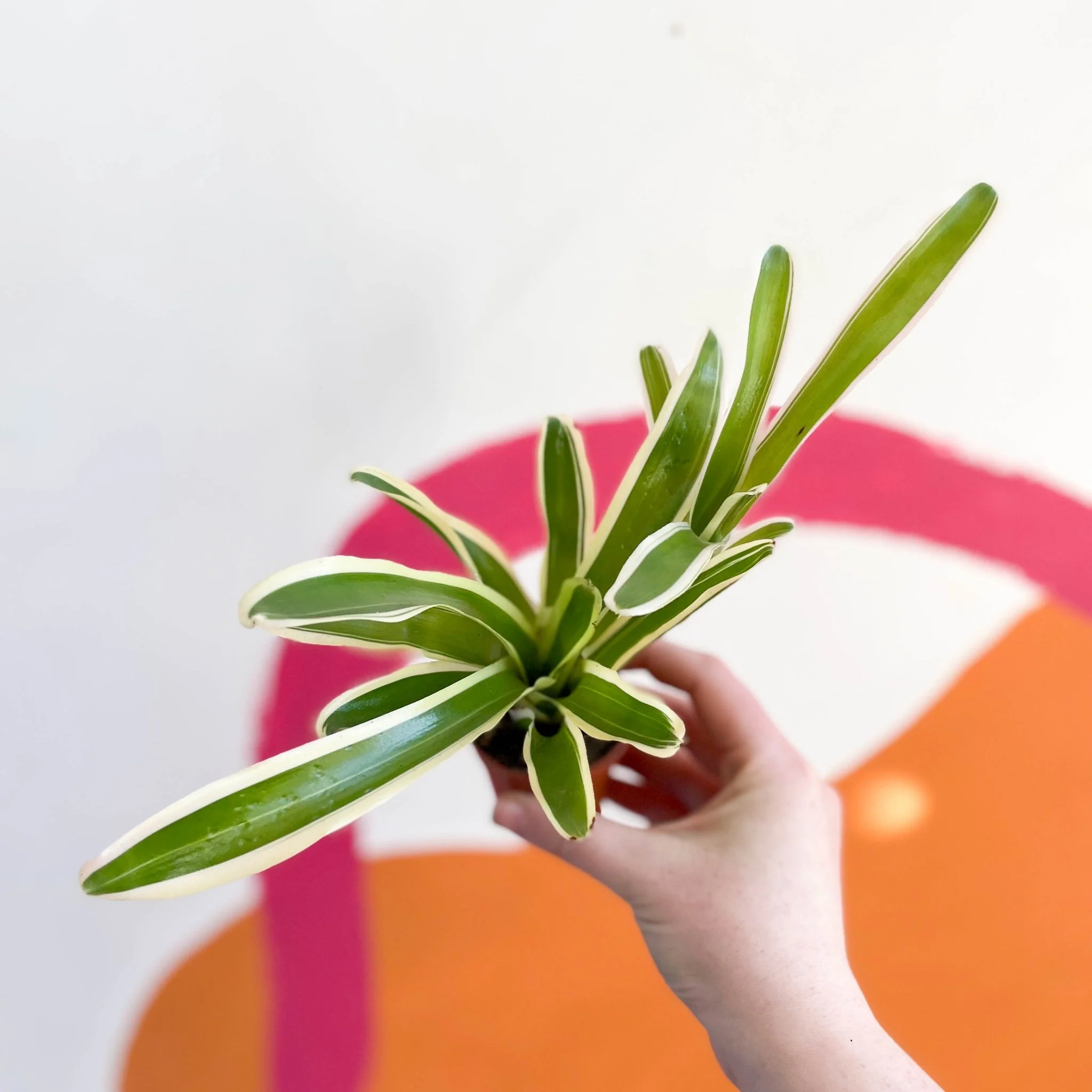 Nidularium schultesianum 'Striped Fireball' - Variegated Blushing Bromeliad - Image 2