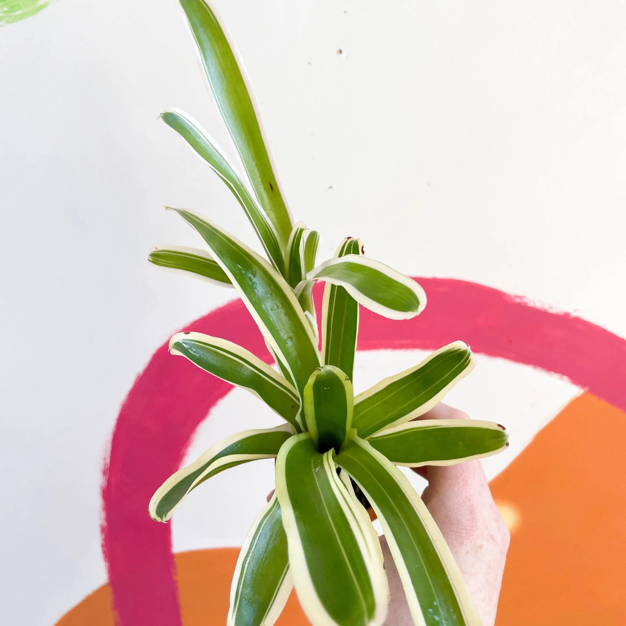 Nidularium schultesianum 'Striped Fireball' - Variegated Blushing Bromeliad - Image 3
