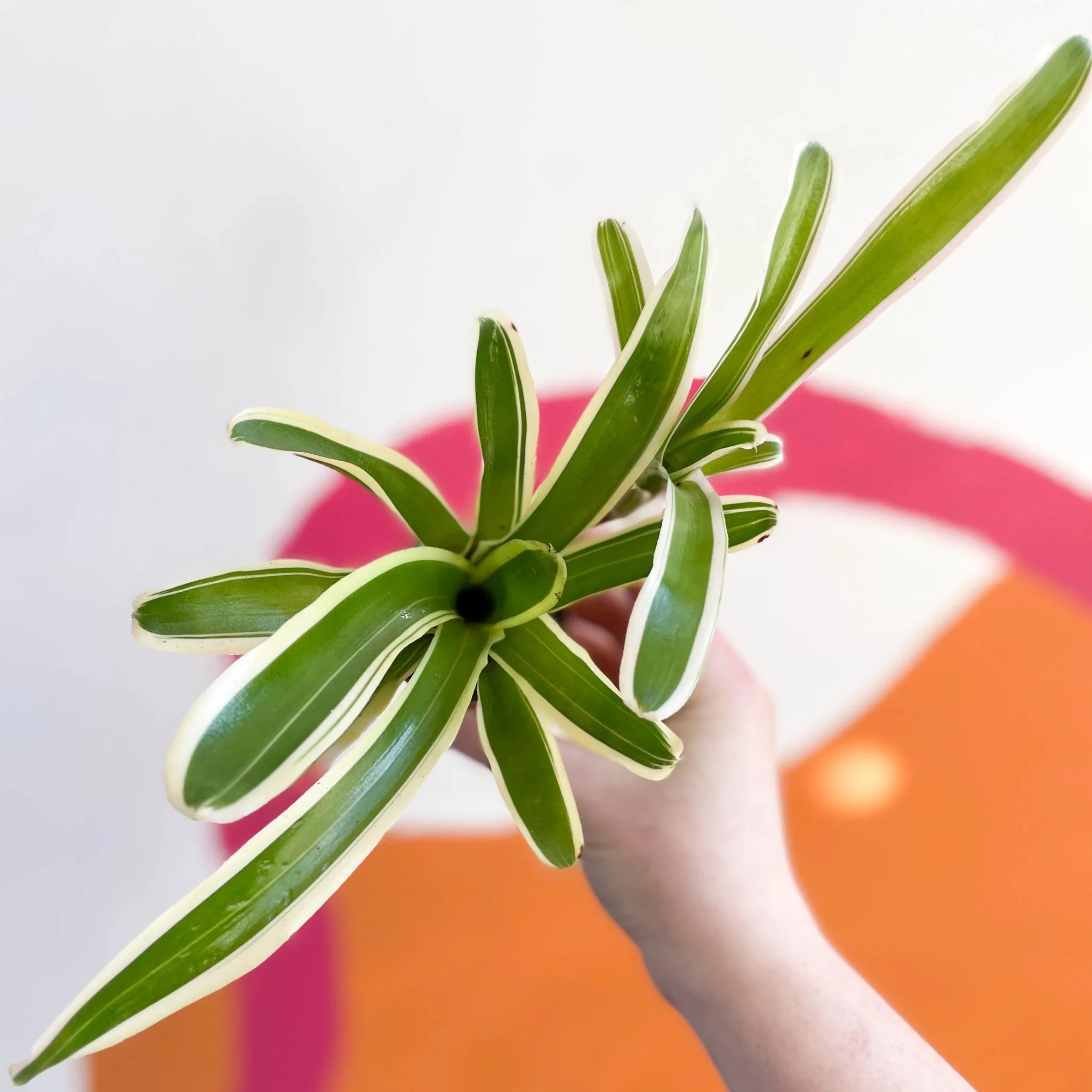 Nidularium schultesianum 'Striped Fireball' - Variegated Blushing Bromeliad - Image 5