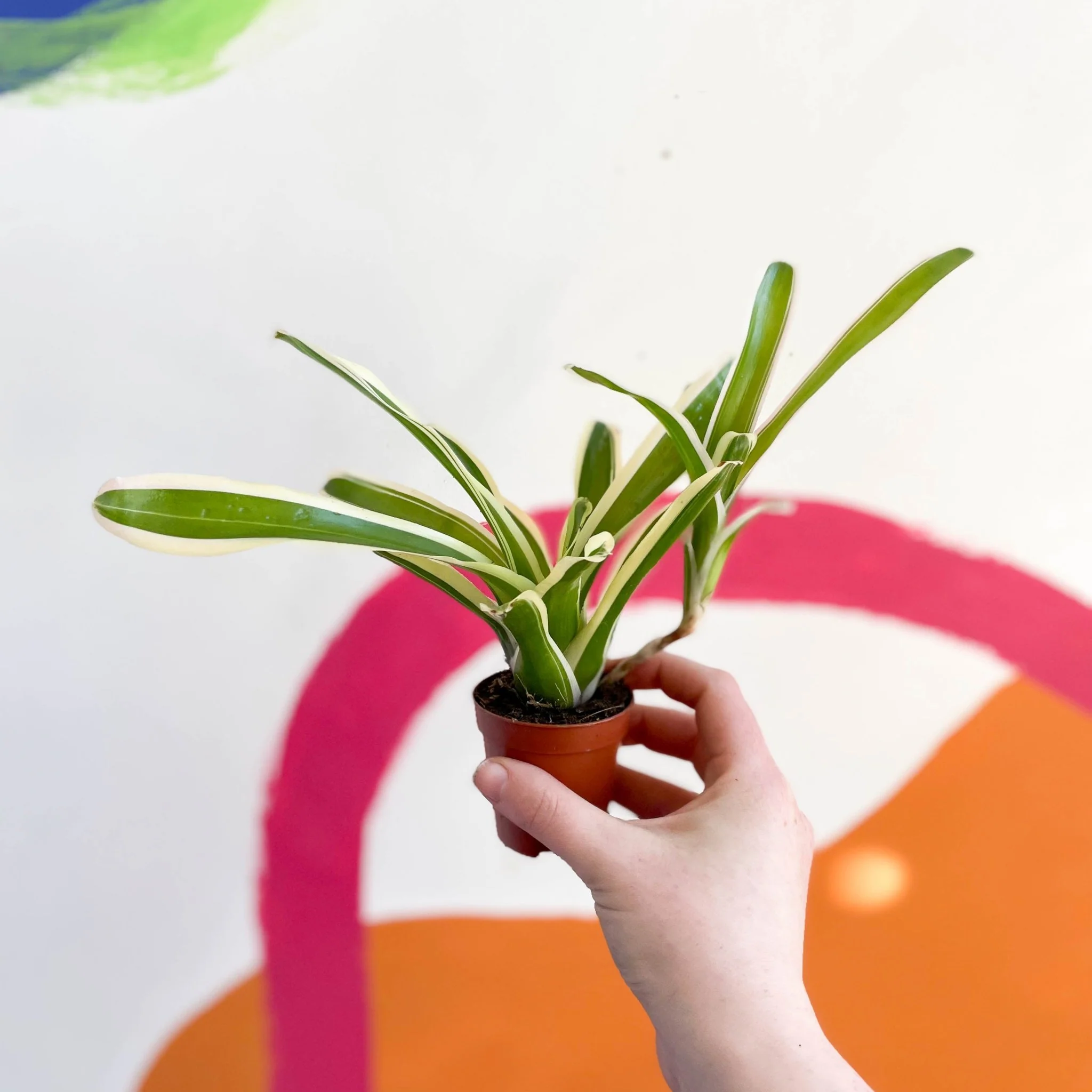 Nidularium schultesianum 'Striped Fireball' - Variegated Blushing Bromeliad - Image 6