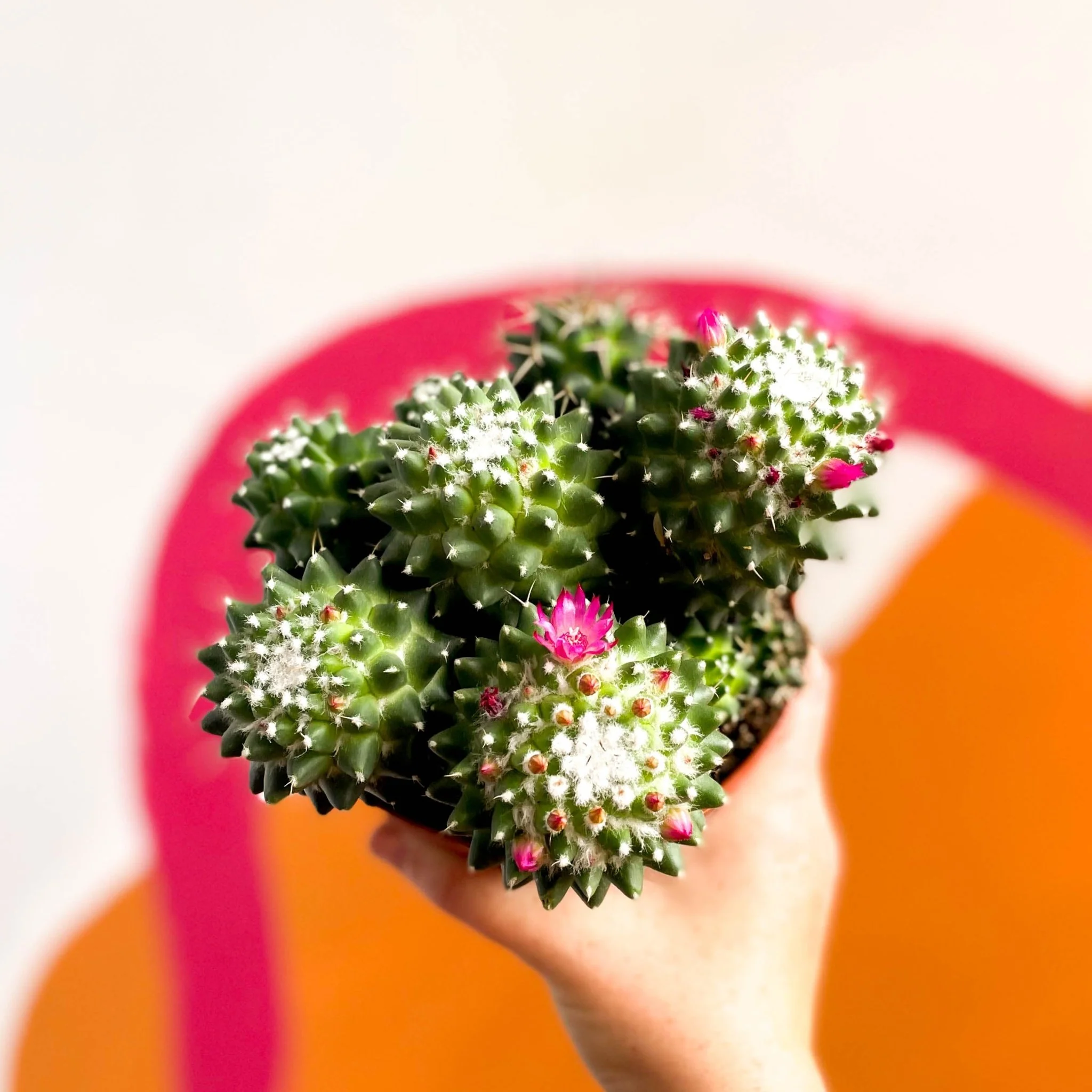 Nipple Cactus - Mammillaria Polythele 'Toluca' - Image 2