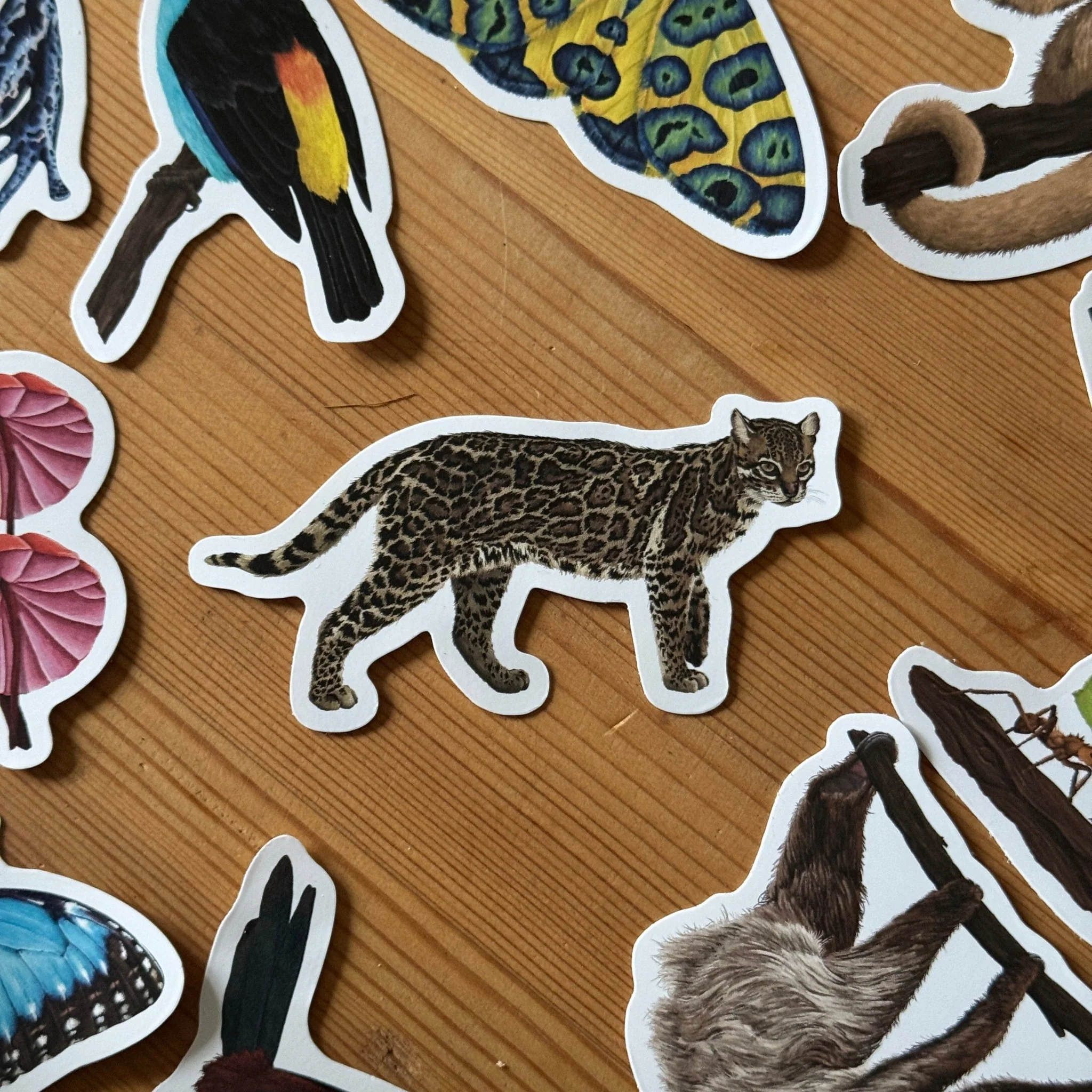 Ocelot Amazon Wildlife Vinyl Sticker [Beneath the Canopy RHS Collab] - Image 3