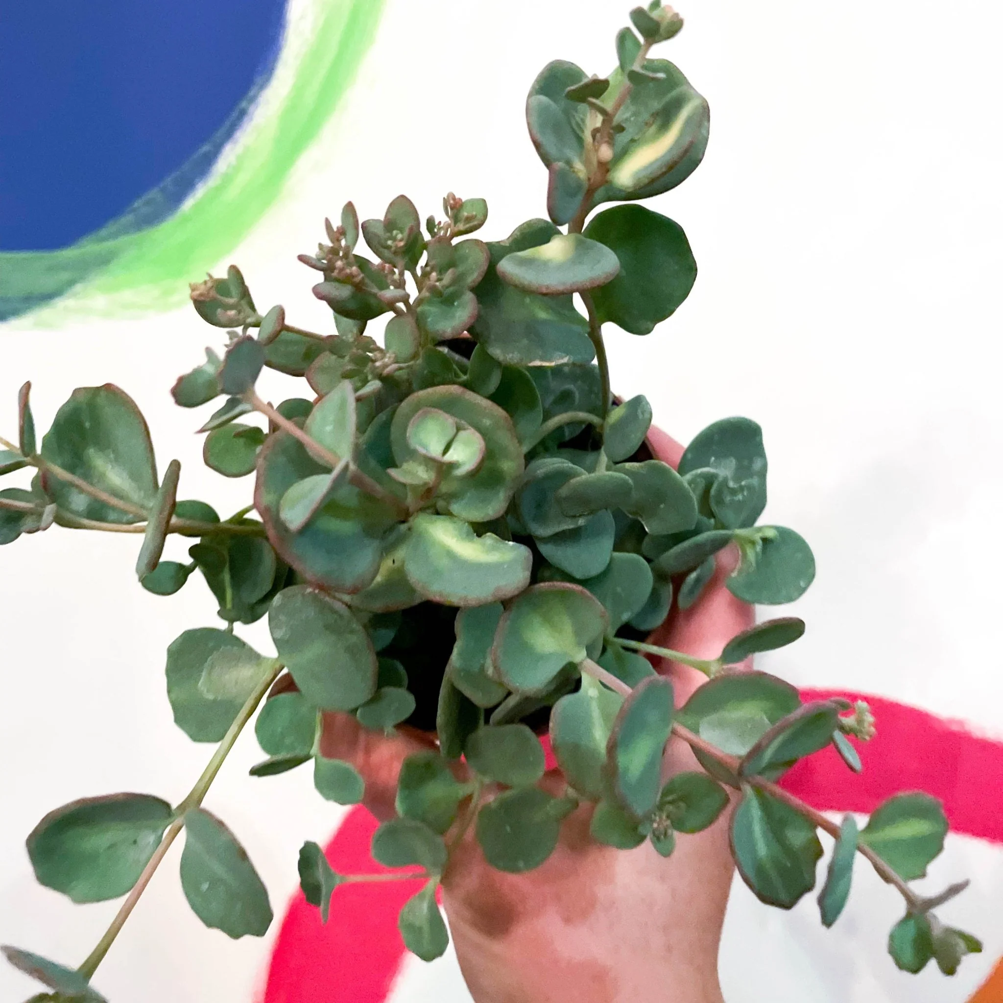 Sedum sieboldii - October Daphne - Image 2
