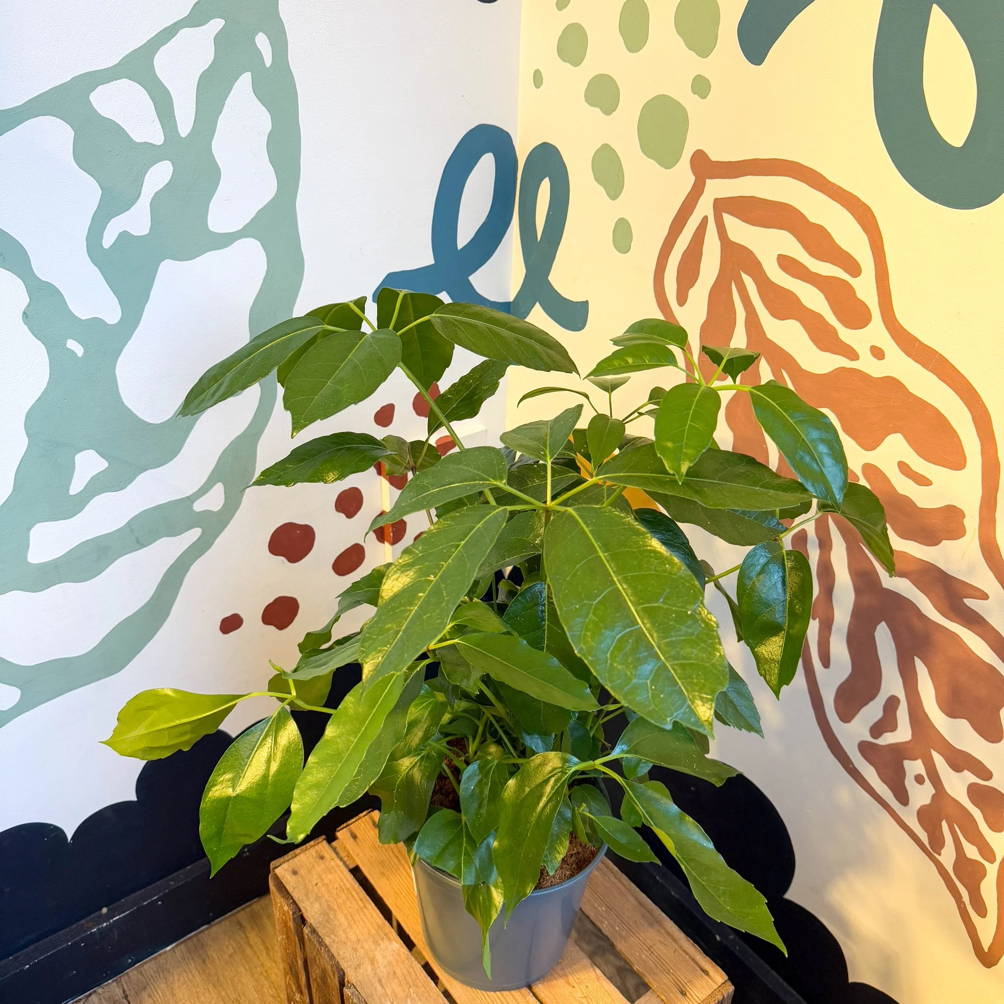 Schefflera actinophylla - Octopus Tree - Image 15