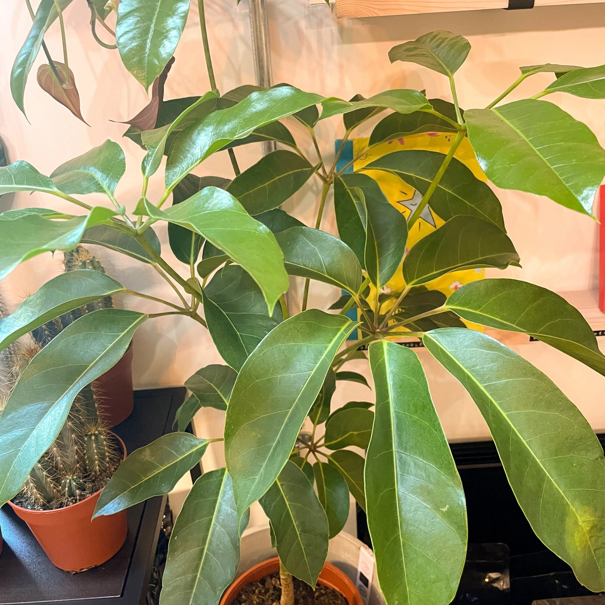 Schefflera actinophylla - Octopus Tree - Image 3